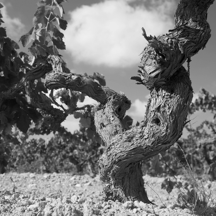 Cabernet isn’t disappearing.
Chardonnay isn’t disappearing.
Merlot isn’t disappearing.
Thousands of indigenous grapes are.
Some survive on a single hillside.
Some remain in only a handful of vineyards.
Others have already vanished.
That’s why I started The Ancestral Vine.
To find them.
To tell their stories.
And to ensure they aren’t forgotten.
#theancestralvine
#indigenousgrapes
#survival
#wineunitesus
#winelover