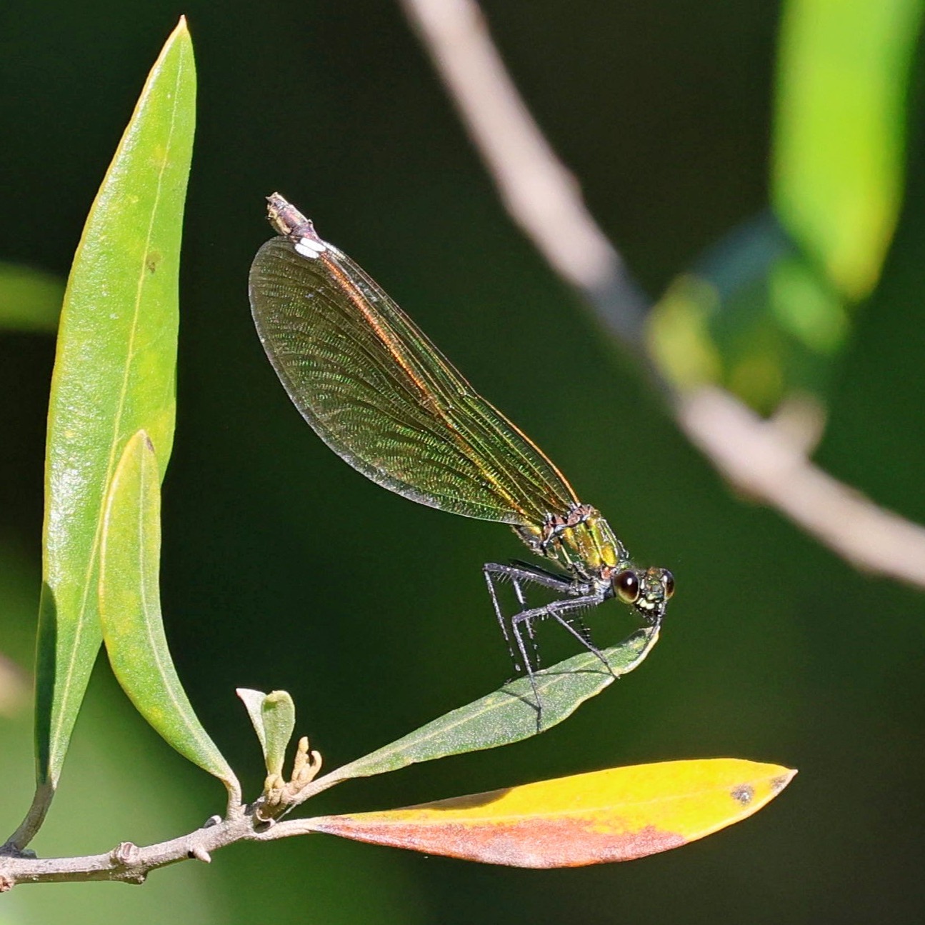 A female Beautiful demoiselle damselfly. It looks like she is smiling for the camera.
#islandwildlife #kefaloniawildlife #greekwildlife #guidedwildlifewalks #insect