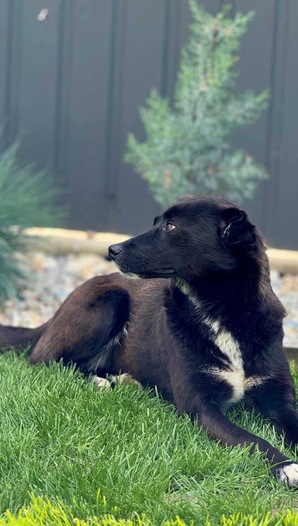Traumhündin Nuka sucht ihre Familie🩷
🤍 Nuka / Hündin
📏 ca. 50cm & 20kg / ca. 2023 geboren
🐶 verträglich
💞 menschenbezogen & freundlich
📍 Standort Bukarest, Rumänien
Die liebe Hündin Nuka ist ca. 2023 geboren und hat eine Schulterhöhe von ca. 50 cm und wiegt um die 20 kg.
Sie wurde gemeinsam mit ihren zwei Welpen an einem verlassenen Ort in Bukarest gefunden.
Ihre Welpen hatten Glück und wurden bereits zusammen von einer anderen Familie adoptiert.
Nuka selbst durfte bei der Familie zur Pflege bleiben, die sie gefunden hat.
Die Familie beschreibt Nuka als äußerst liebe, ruhige und ausgeglichene Hündin.
Sie ist sehr menschenbezogen, anhänglich und freundlich. Mit den anderen Hunden der Familie versteht sie sich prima.
Nuka ist bereit für ihr neues Leben. Sie hat bereits alle nötigen Impfungen im Gepäck. Außerdem ist sie gechipt und kastriert.
Nuka ist eine unkomplizierte, freundliche Hündin, die einfach nur dazugehören möchte. Ihr toller Charakter und ihr schönes Schwanzes Fell sind einfach zum verlieben.
Die hübsche Hündin ist ein absoluter Traumhund, die zu jeder Familie passt.
Wer ihr ein liebevolles Zuhause schenken möchte, bekommt eine treue Begleiterin fürs Leben.
💌 Bei Interesse an einer Adoption - füllt gerne eine Selbstauskunft aus: https://wir-fur-hunde-in-not-ev.petoffice.app/adopt/?species=dog
(Link in unserer Bio)