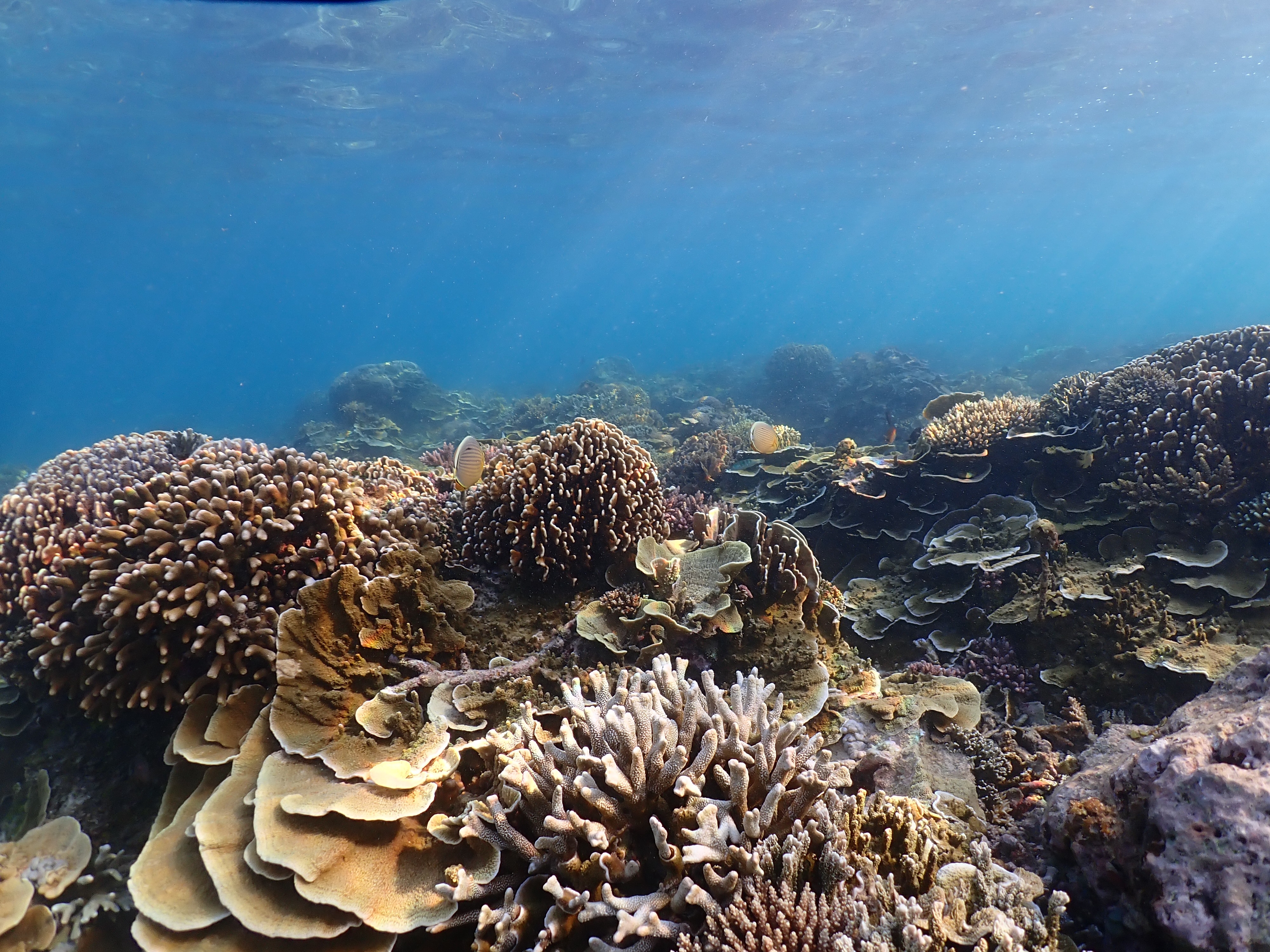 ⏳ The CRC’s Practitioner Survey closes June 9th, have you taken it yet?
This is your chance to help shape the future of coral restoration support. Tell us what you need. Tell us what’s working. Be part of something bigger than your reef. 🪸
10 minutes. 8 languages. 1 chance to win FREE registration to Reef Futures 2026.
🔗 Link in bio. Survey open until June 9th, don’t wait!
📸 by @jlevy33
#CoralRestoration #ReefFutures #CoralReefs #OceanConservation