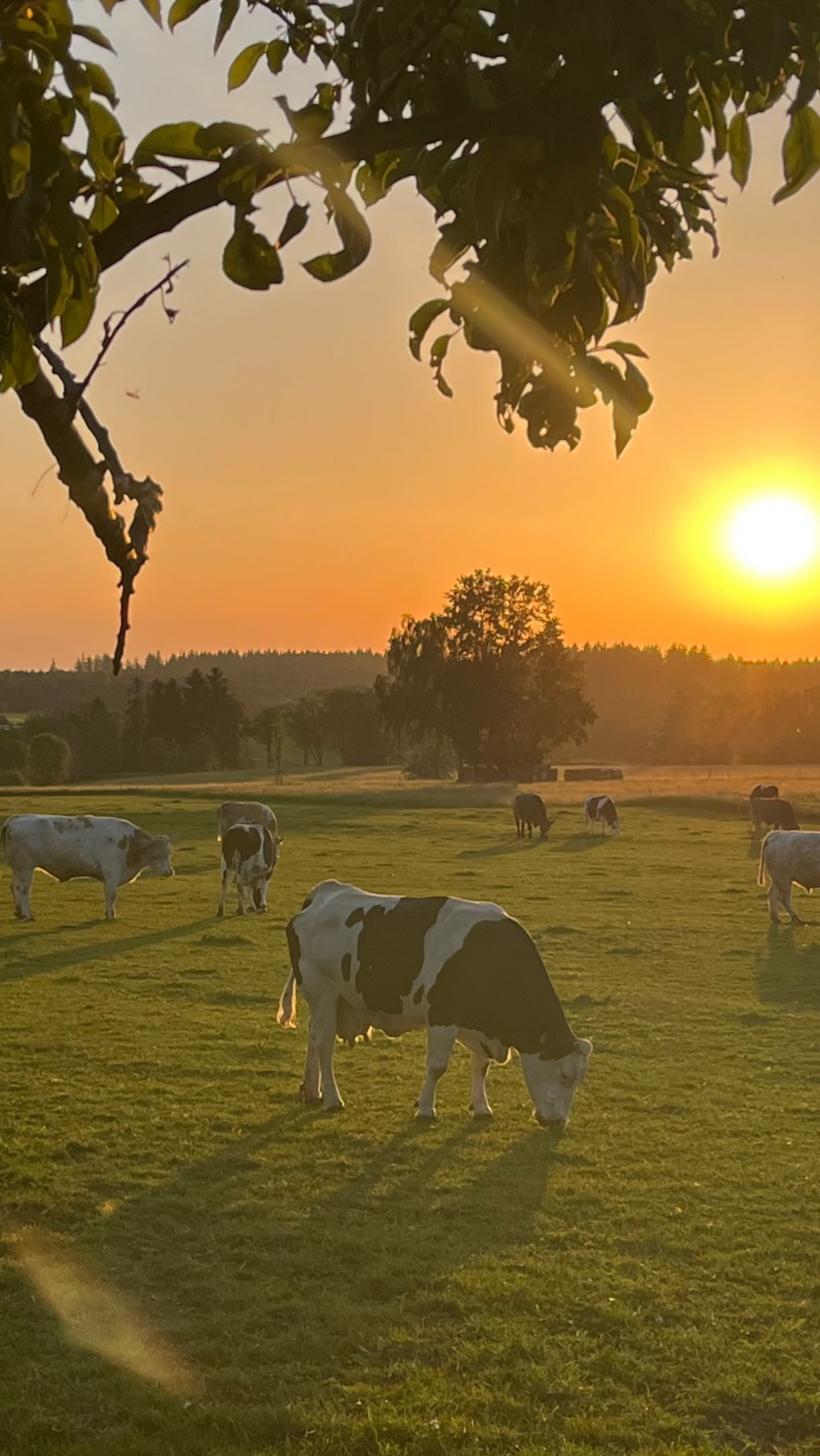 Wenn die Sonne langsam untergeht, die Welt stiller wird und unsere Rinder friedlich über die Wiese ziehen, ist es, als würde die Zeit für einen Moment langsamer schlagen. 🤍✨
Dann spürt man, was dieser Ort wirklich ist.
Kein Betrieb. Kein Nutzen. Kein Tierbestand.
Sondern ein Zuhause.❤️
Ein Ort, an dem niemand mehr Angst haben muss.
An dem kein Tier mehr funktionieren muss.
Kein Druck. Keine Gewalt. Kein Zweck.
Nur Leben. Einfach Leben dürfen.
Und genau deshalb braucht es Menschen, die mithelfen, diesen Ort zu bewahren.
Vielleicht möchtest auch du Teil der KuhKlang Familie werden.
Mit deiner Unterstützung schenkst du Sicherheit, Futter medizinische Versorgung und vor allem eines:
eine Zukunft 💚🐮
Für Tiere, die endlich ankommen durften.
🐄 Werde Teil davon.
🐄 Hilf mit, dass dieser besondere Ort bestehen
bleibt.
Jede Unterstützung macht einen Unterschied.
Für jedes einzelne Leben hier ✨💚
Wie Du helfen kannst erfährst Du auf unsere Homepage ➡️ Link in der BIO 💚
#lebenshof #kuhklang #notyourmomnotyourmilk #govegan #ortderruhe