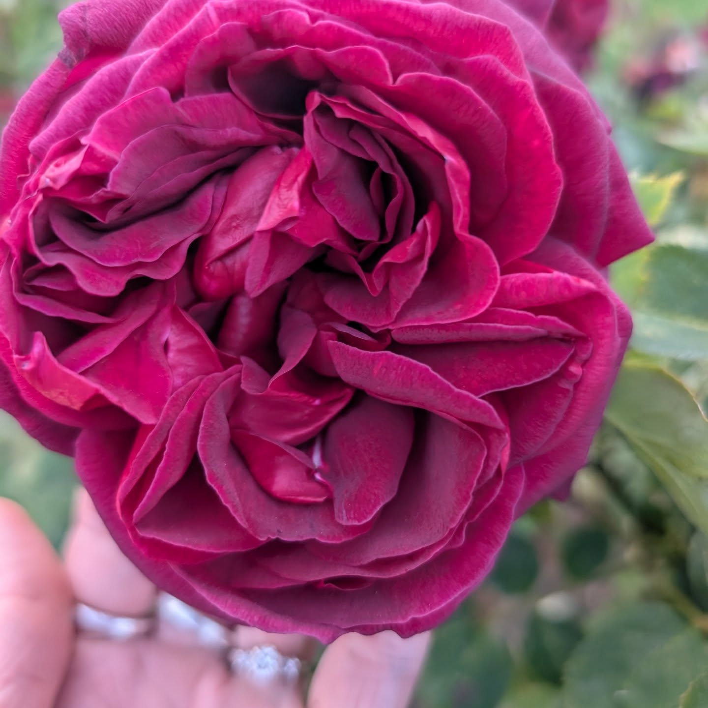 It's a beautiful day to pop-up and pop-out! I stopped to smell the roses on my way to the shop and now I am watching the clouds clear away. Just in time for tomorrow (Sunday 5/31) @valleymademarket . If you are out today come say hi! I'll be at the shop til 6pm @mountvernonwa