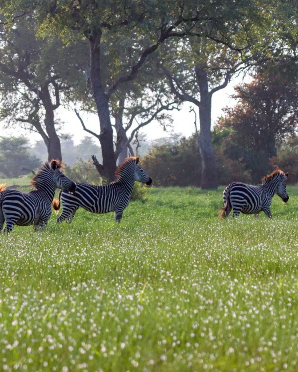 June is the month the safari season starts. While the landscape is still green and everything blooms it’s a magnificent time to go on a photographic safari! #nyererenationalpark #photographicsafari
Book your Safari holiday to Tanzanias wild south with Porini Camp by Wanyamapori Safari