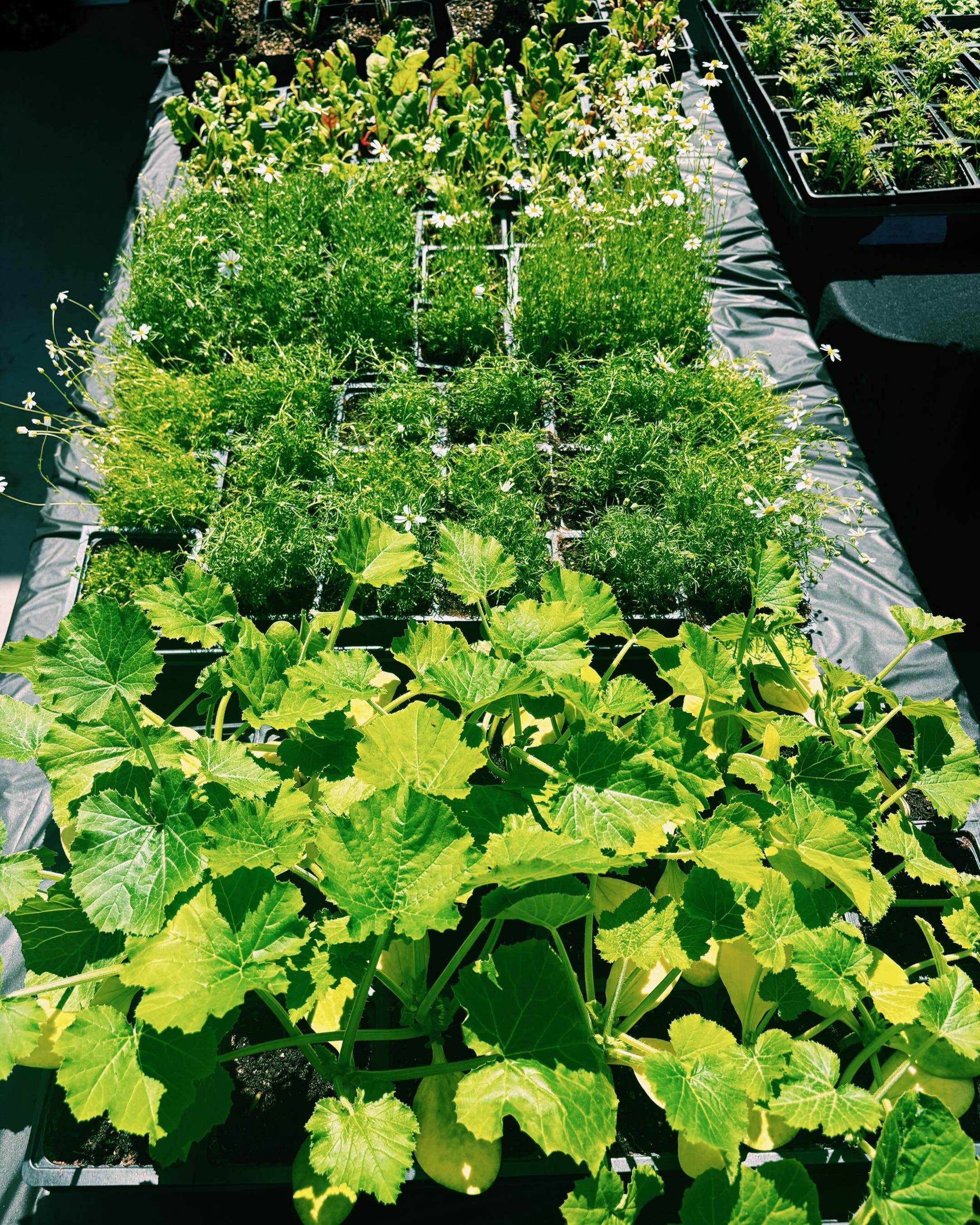 The Abolition Garden crew had a fun time at GES Spring Fest!! ☀️🌷🌼 This spring our team was able to grow and distribute over 350+ food/medicinal seedlings for our community in Globeville and Elyria-Swansea! So many people stopped by our table to connect and bring home some plantitas 🌱🌱🌱
It feels really special to grow food alongside the youth for our community. So much love, prayer and intention goes into the growing. Food sovereignty goes beyond simply feeding our neighbors but also in providing greater choice and supporting people in growing their own food/medicine. This is a little piece of that dream towards more autonomy and healing for the people.
We’re excited to see how everyone’s gardens (window sills/containers too because our gardens come in all shapes and sizes) grow this season! Send us updates! ♥️💚
Thank you to the many people who organized, supported, and attended this event! This work couldn’t be done without a village 💐 (to name a few @thebirdseedcollective @csuspur @greenhousedenver @mielxoazucar)
📸 Photos (except slide 1) by the talented @munozraymundo
Image Descriptions:
Image 1: an assortment of vibrant green crop seedlings spread across a table
Image 2: half of an image of a woman in a purple shirt bending over a table of plants
Image 3: half of an image with a woman in a headscarf bent over a table of various plants with another person behind her in overalls
Image 4: a collage of various people around a table covered in seedlings, people are interacting, talking smiling, a woman in the bottom frame smiles at the camera while wearing a black graphic tee