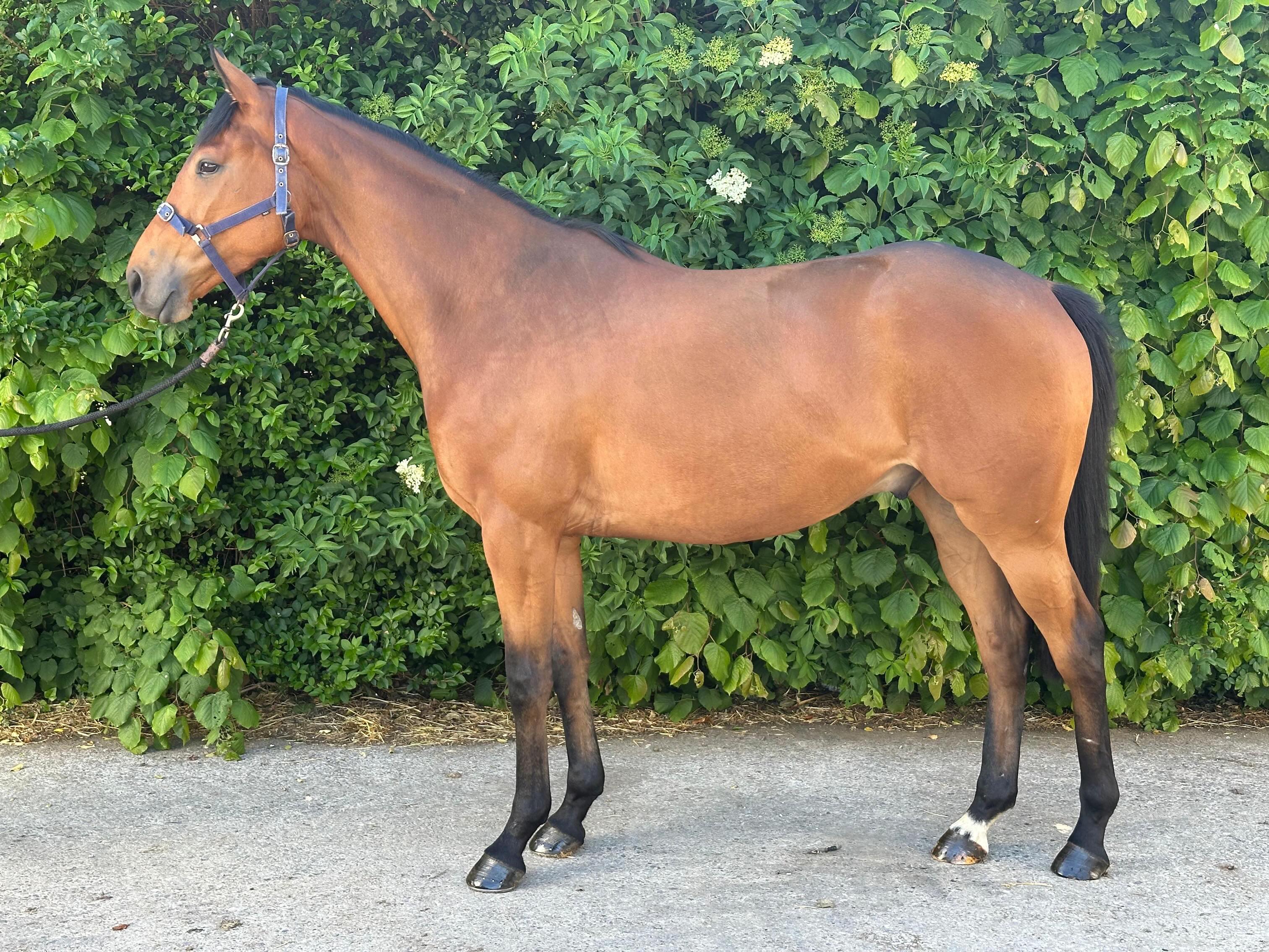 Joe was up at @goffs__uk sale last week, we brought a lovely store by Crystal Ocean which is now in the process of being broken in. We will be looking to sale to stay with us for its future in racing.
@doyle_racing
