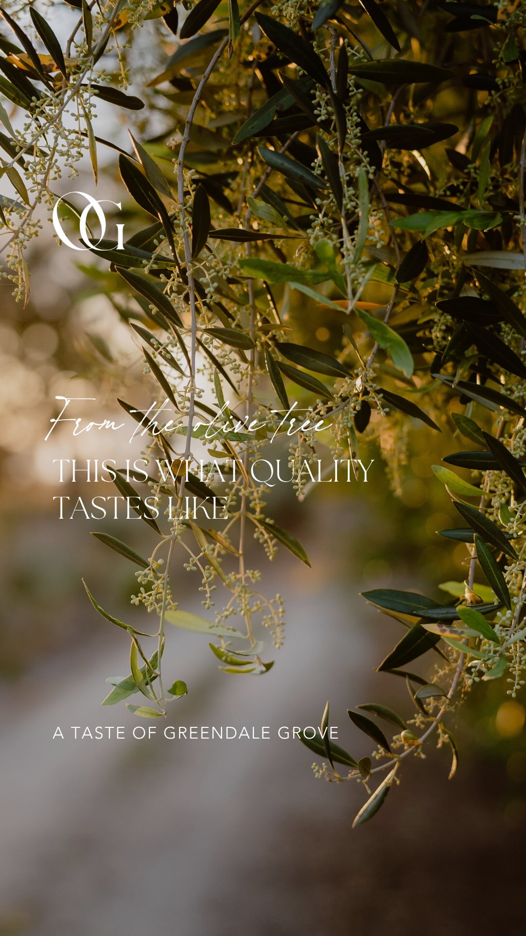 Harvest is progressing beautifully at Olivehouse at Greendale Grove 🌿
From the grove to the final stage, these photos capture the journey of this season’s olives — carefully harvested, pressed, and now flowing into our tanks as fresh cold pressed extra virgin olive oil.
A lot of hard work goes into every drop, and we can already tell this season is going to be something special ✨
New season oil coming soon.
#OliveHarvest
#ExtraVirginOliveOil
#FromTreeToTable
#GreendaleGrove
#NewSeasonOil