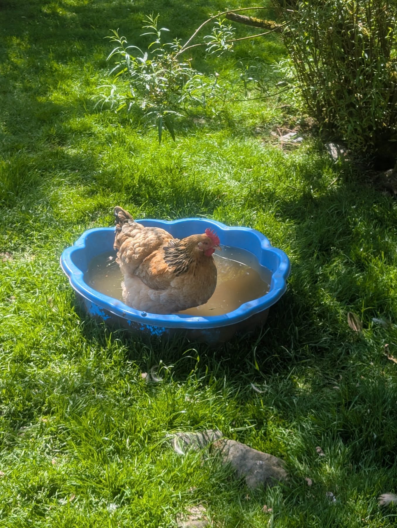“Spa day, but make it backyard chic 🐔☀️”
Even the chickens are finding ways to keep cool during this heatwave, as demonstrated by Kesha😅
.
.
.
#chickensofinstagram #farmlife #devonlife #countrylife #happyhen