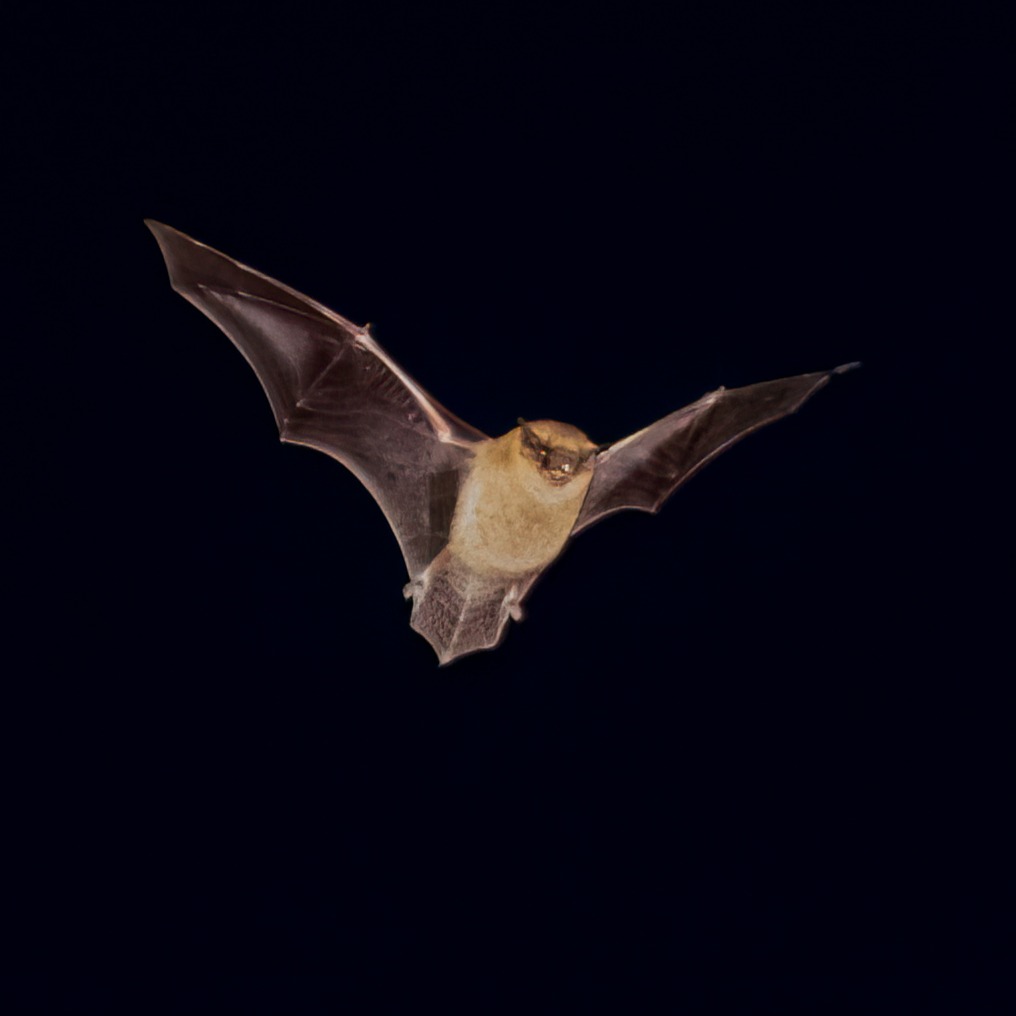 A regular nocturnal visitor to our garden whilst I'm setting up my telescope... Only a took a few shots because I didn't want to stress him / her out with the flash but managed to capture this one and then left him / her to it as they continued their twilight activities...