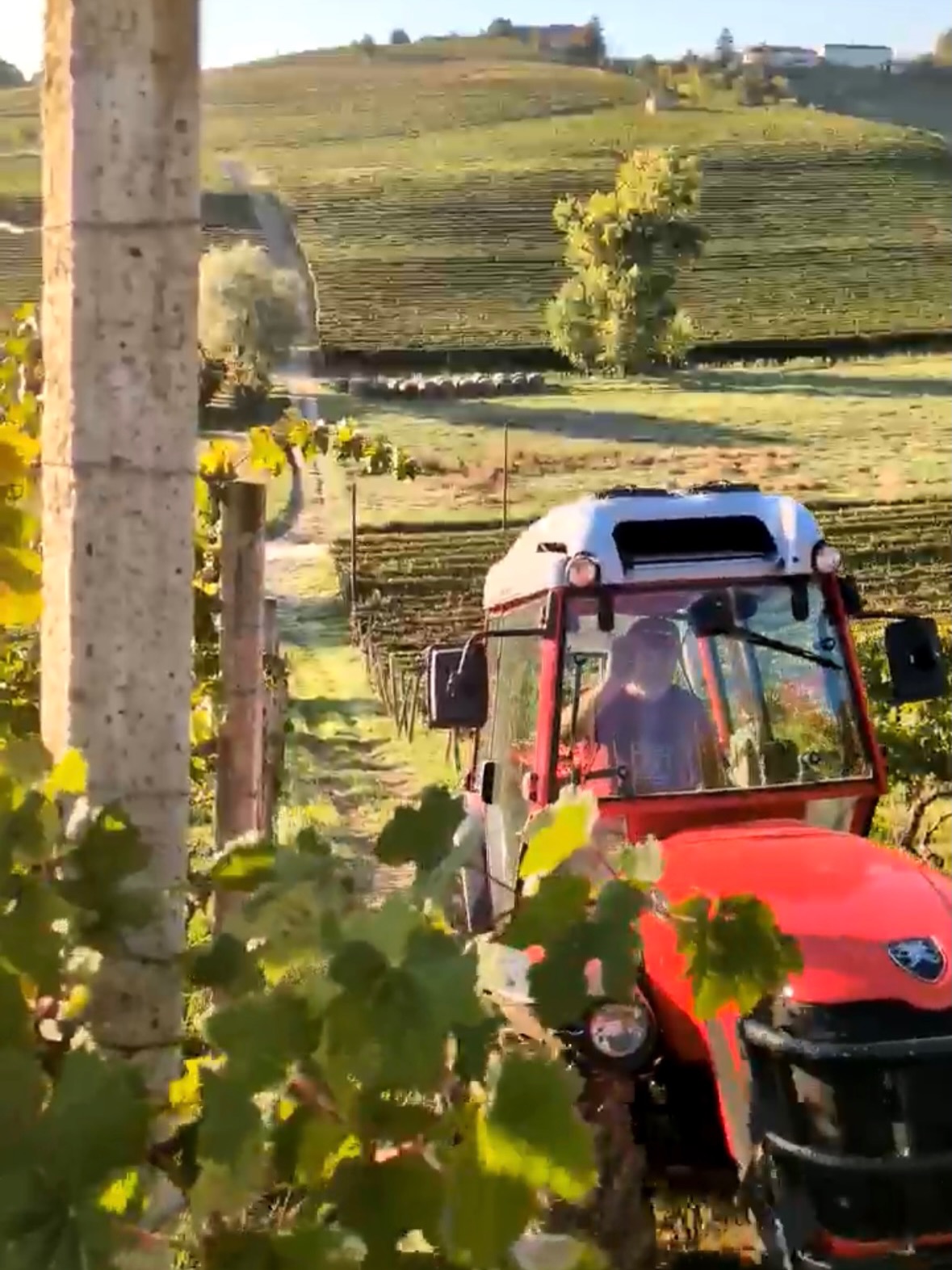 Low intervention farming doesn’t mean doing less.
It means paying attention to everything. 🌱
At this time of year, humidity in the vineyard can quickly create the perfect conditions for disease. Because we don’t rely on herbicides or heavy chemical intervention, we have to work even closer with the land — watching the vines daily, managing airflow, maintaining balance, and mechanically cutting the undergrowth beneath the rows.
This is the reality of sustainable vineyard farming in Piemonte: more observation, more care.
The grasses and cover crops between the vines are not “weeds” to us. They help regenerate soil health, support biodiversity, control vine vigour, and naturally nourish the vineyard. But they must also be carefully maintained so they don’t trap excess humidity or compete too aggressively with the vines.
In our vineyards every pass through the rows is about prevention, balance, and respect for the ecosystem — all to grow healthier grapes with as little intervention as possible.
This is farming with nature, not against it. 🍇
.
.
#lowinterventionwine #sustainableviticulture #PiemonteWine #ItalianWine #vineyardlife