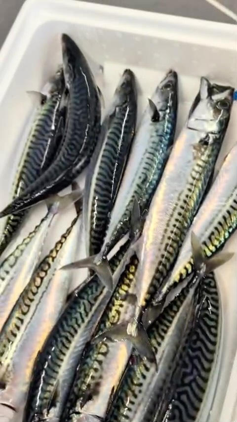Chefs – These Mackerel are still in rigor. That’s how fresh we’re talking!
Bright eyes. Blood-red gills. Skin so vibrant you can count every marking.
This is mackerel the way it should be.
Straight from the boat, handled with care and landed to your kitchen at its absolute peak.
This is the Premier Fish standard. Every. Single. Day.
📞 Call and place your order now: 01725 513398
#PremierFish #FreshMackerel #ChefLife #FreshCatch