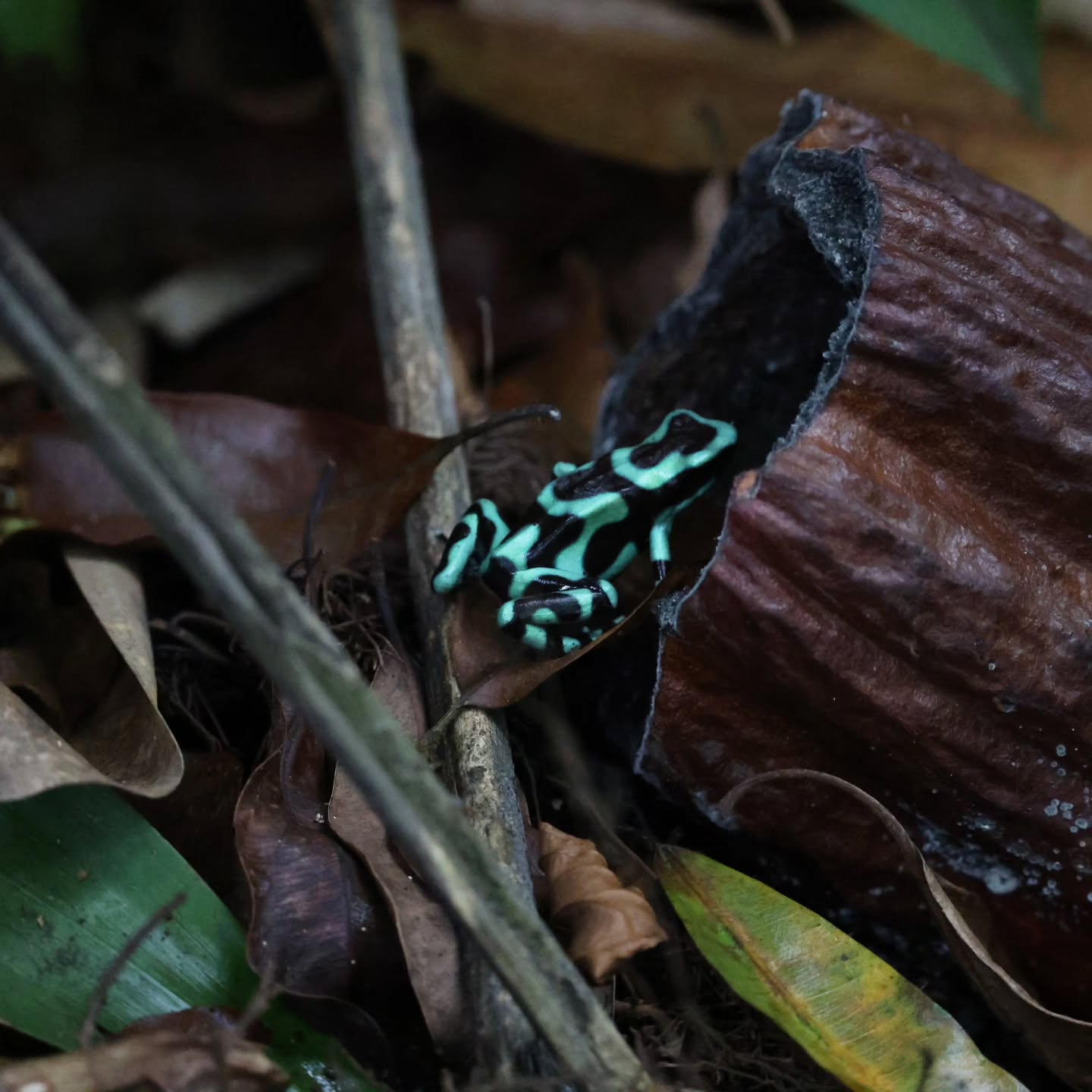 This is what we see in a rainforest tour! Come with me you won't be disappointed!
#birdwatching #costaricabirding #RainforestMagic #wildlifephotography