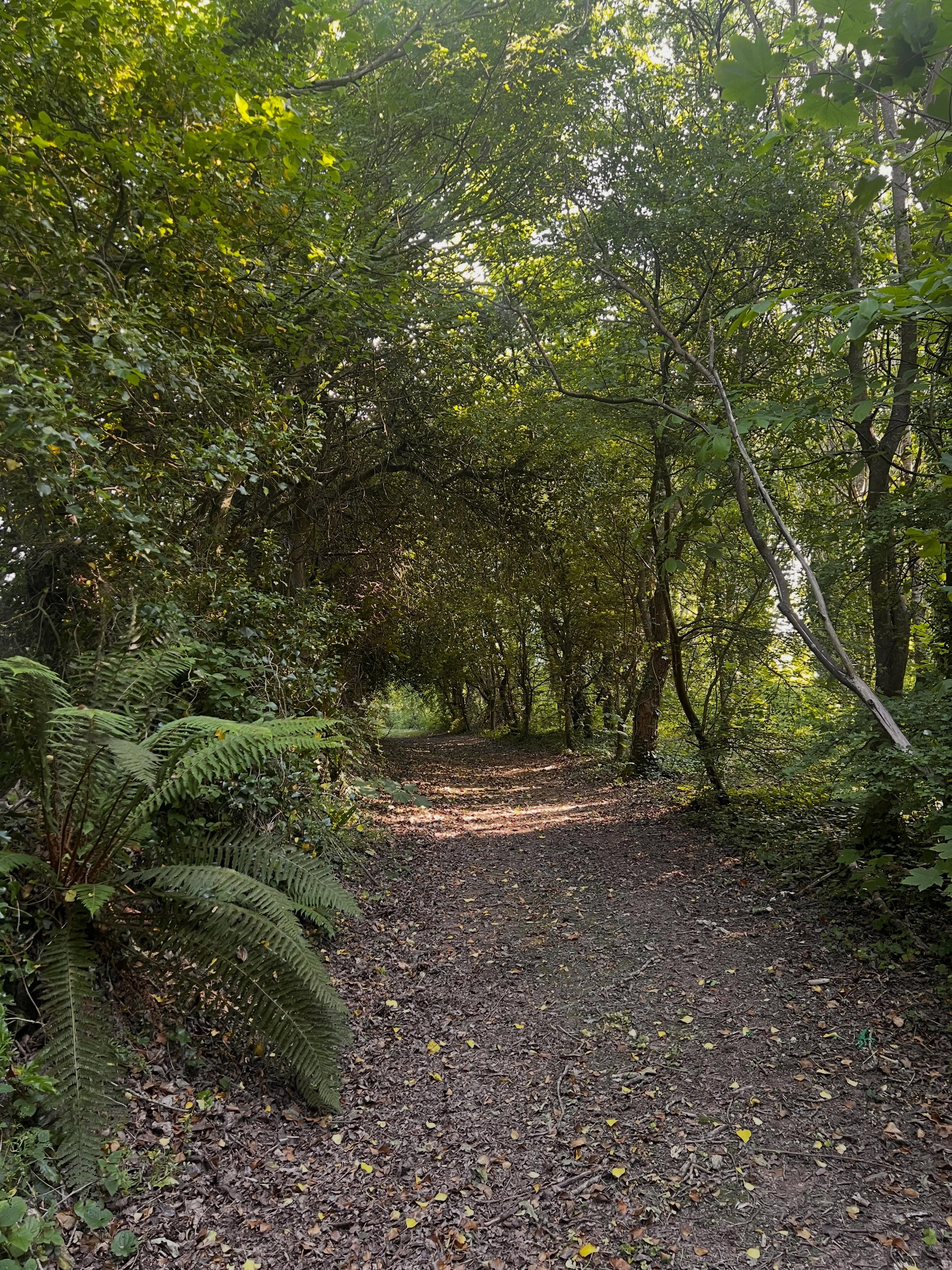 Gorgeous morning in Drew’s Woodland @berylscampsite #woodland #berylscampsite #forest