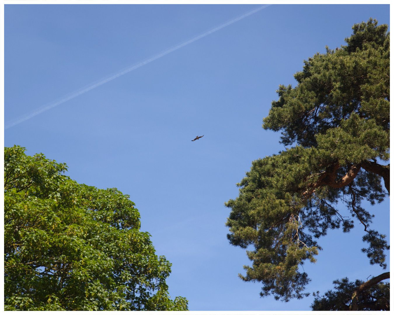 A red kite flying over sandringham estate 🪶🌞
Camera: Canon 6D mII
Locations: Sandringham Estate
#naturephotography #Birding #Naturewalks #Birdphotography #nature