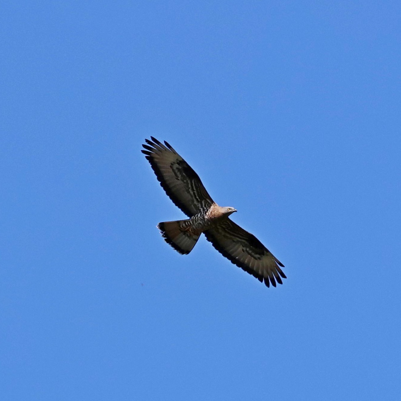 A honey buzzard at Avithos lake.
#islandwildlife #kefaloniawildlife #greekwildlife #guidedwildlifewalks #birdlovers