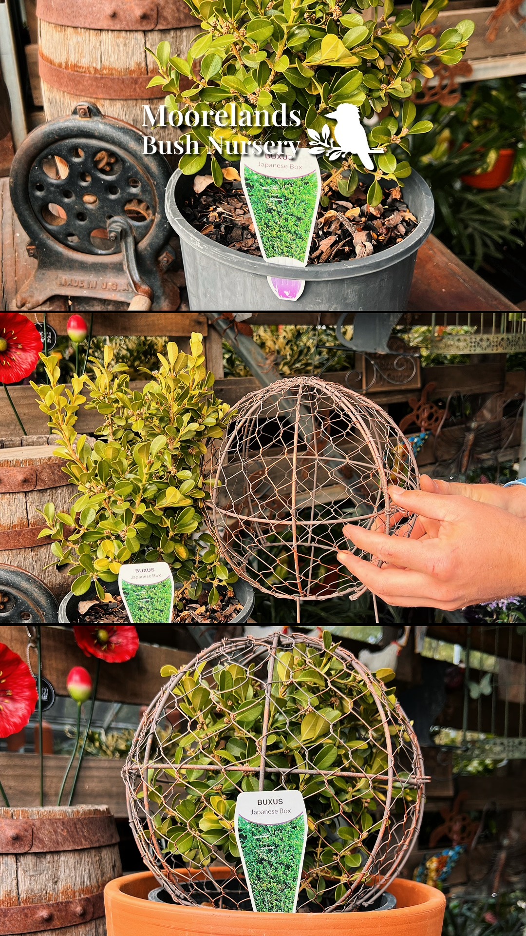 Ever wondered how to get that classic topiary look? 🌿
The team at Moorelands have created this little Buxus ball to show how the right plant, the right frame, and a bit of time and patience, you can grow something really special.
Japanese Box (Buxus japonica) is a great option for a topiary ball. It's dense, it's manageable, and it responds beautifully to shaping, even here in western Queensland.
📍 1344 Dargal Road, Roma.
⏱️ Nursery open Mon–Fri 9am–2pm | Sat & Sun 8am–4pm