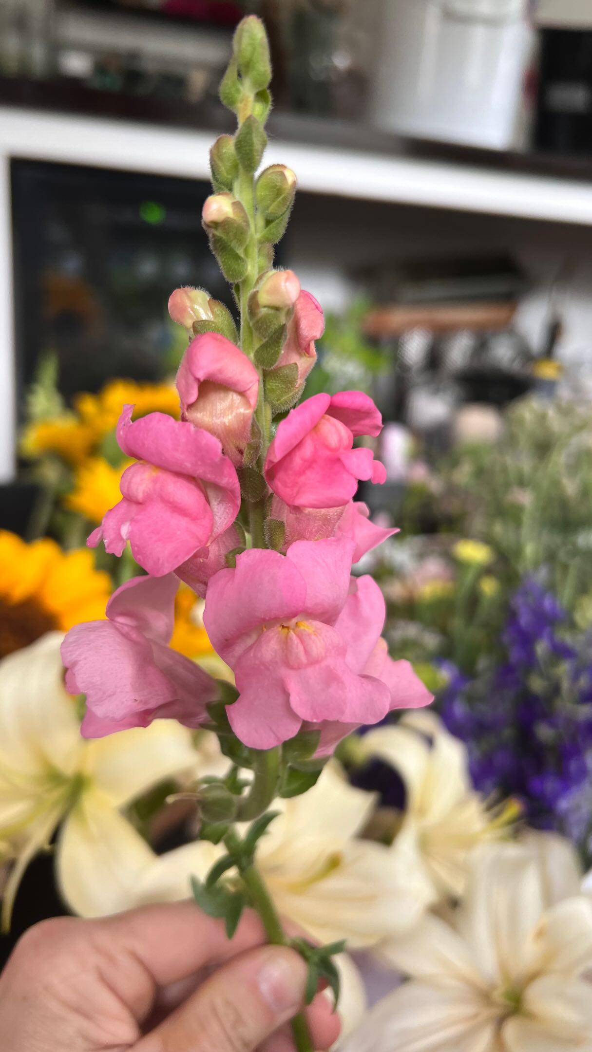 Good morning, friends!
We’re busy behind the scenes this morning creating flowers for a couple of special events, so our flower cart won’t be stocked until around 4 PM today.
If you’re out and about looking for beautiful locally grown blooms, go visit @my_friends_farm_nc 🌻 They’re less than 10 minutes from us toward Pinehurst and have a gorgeous you-pick flower field, plus so many wonderful local goodies to enjoy while you’re there.
We’re grateful to be part of a community that supports local farms and small businesses. Thank you for supporting all of us! 💛
We’ll see you at the cart this evening!#twobudsflowerfarm #freshflowers #supportlocal #foxfirevillage #localflowerfarmer