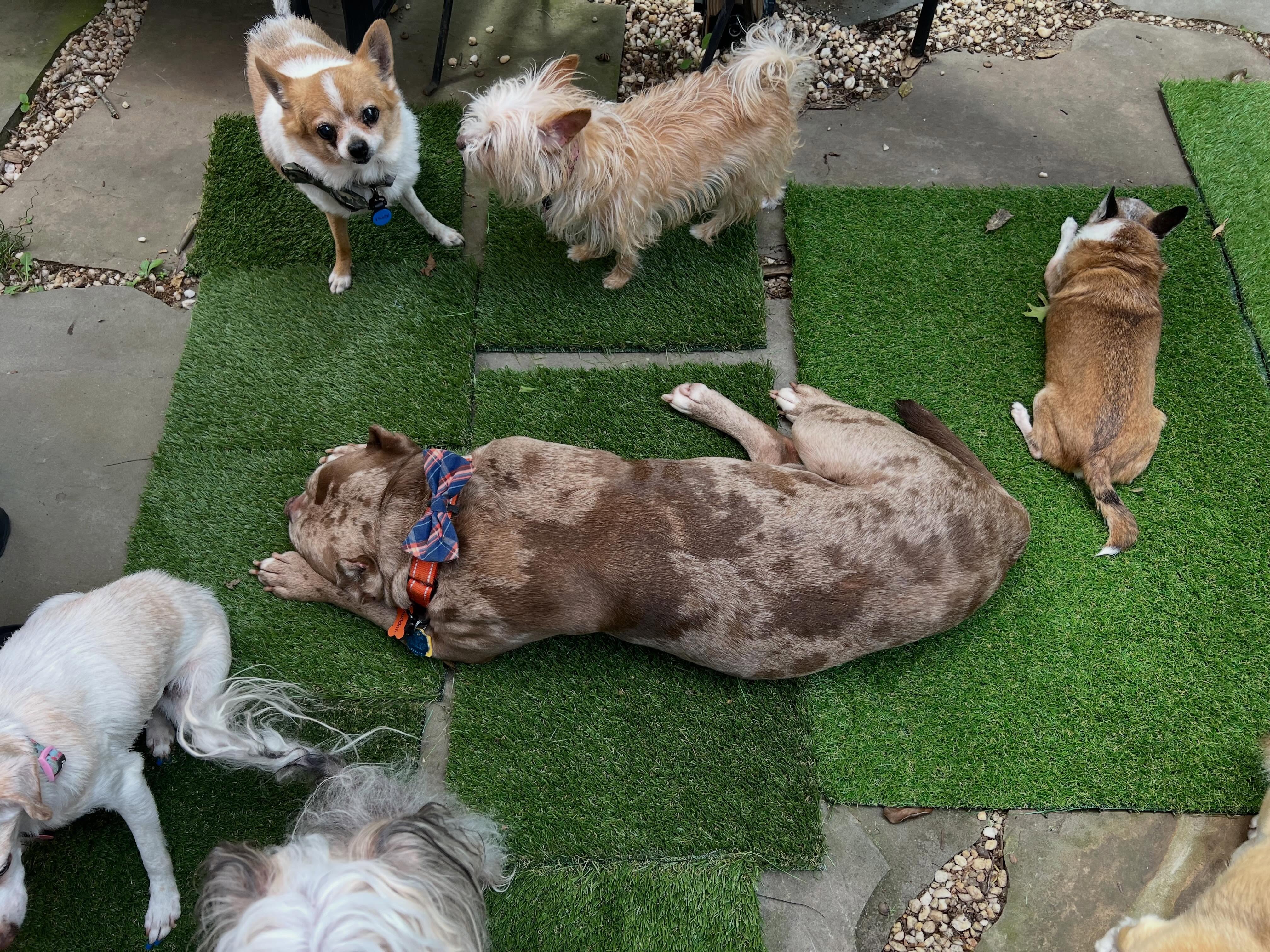 I think I need to buy more fake grass, they love it 😂 #seniordogs #seniordogrescue #shelterdog #rescuedogs #olddogs