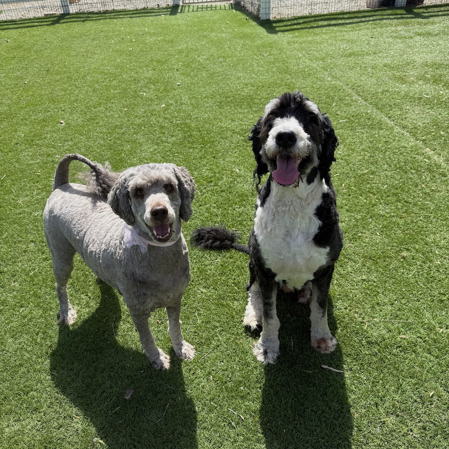 This is Mickey on the right, and Cora on the left. They came in together. They are 7 years old. Mickey is a Bernedoodle. Cora is a Labradoodle. They were raised with small children. They are house trained, very well behaved, and good for the groomer. This is an exceptional pair in need of a loving home.