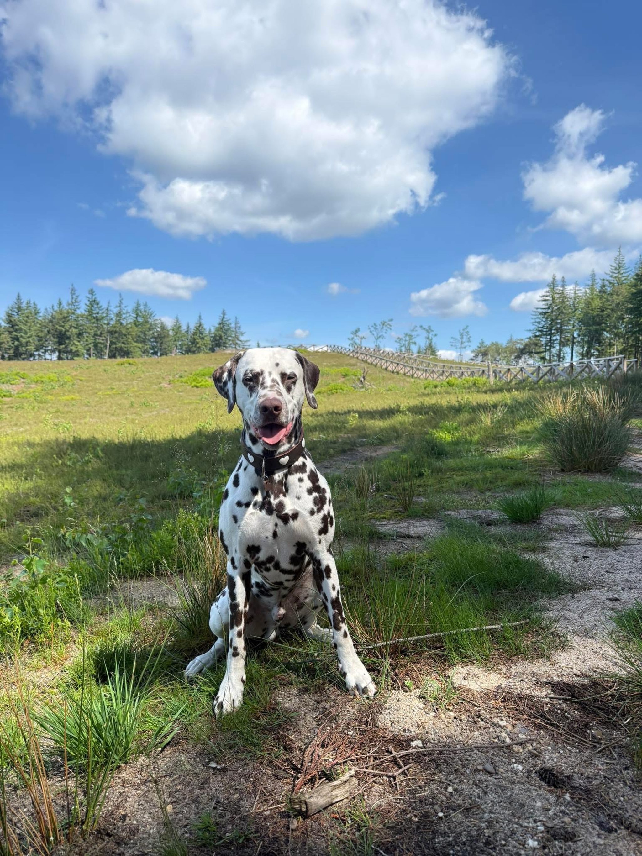 Percy op zijn favoriete wandeling #lemelerberg. Eindelijk niet meer zo warm voor de honden 🐾🐾