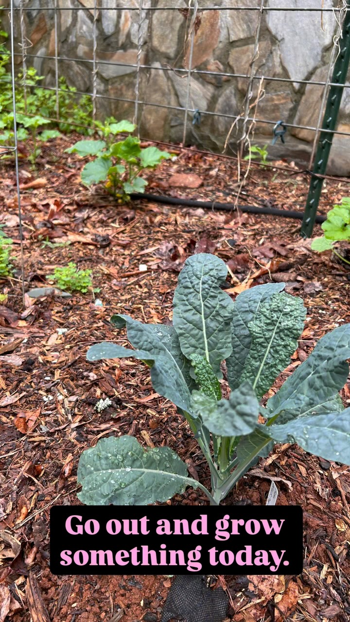Better late than never 🌱
A reminder to myself this year:
you do not have to do everything perfectly or at the “right” time to begin. (Including posting this video that should have been up last week 🤣)
Sometimes the most important thing is simply getting something in the ground and started.
Go nourish your soul a little.
Grow something.
Touch the dirt.
Let the garden teach you to begin anyway.
And honestly… who needs a gel manicure when you can have a farmer’s manicure instead? 🤎
(dirt under the nails all day long)
#practicallycrunchy #nourishingrhythms #garden #growsomething