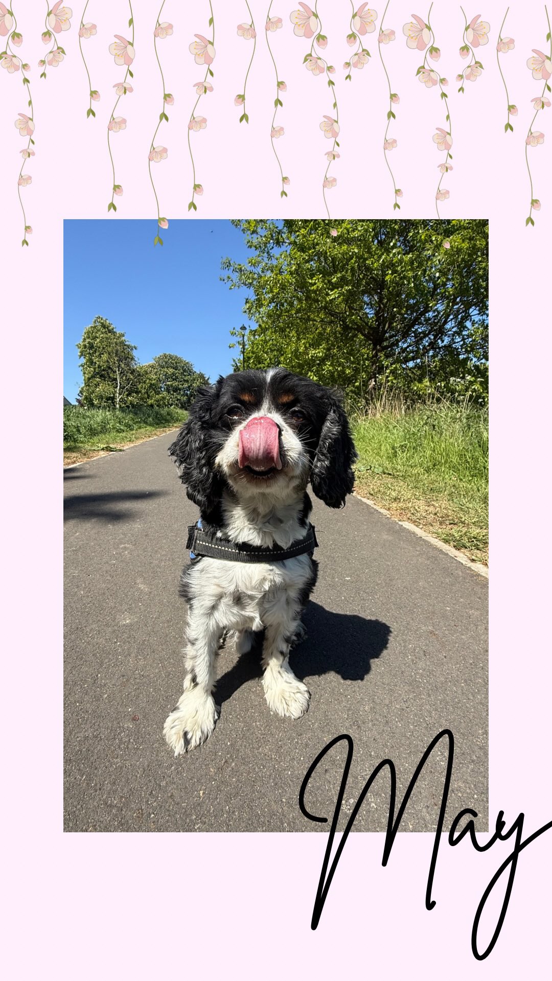 Fur real… where did May go? 🌸🌻🌼
#Dogsofinstagram #doglover #dogs #dogwalker #essexdogwalker