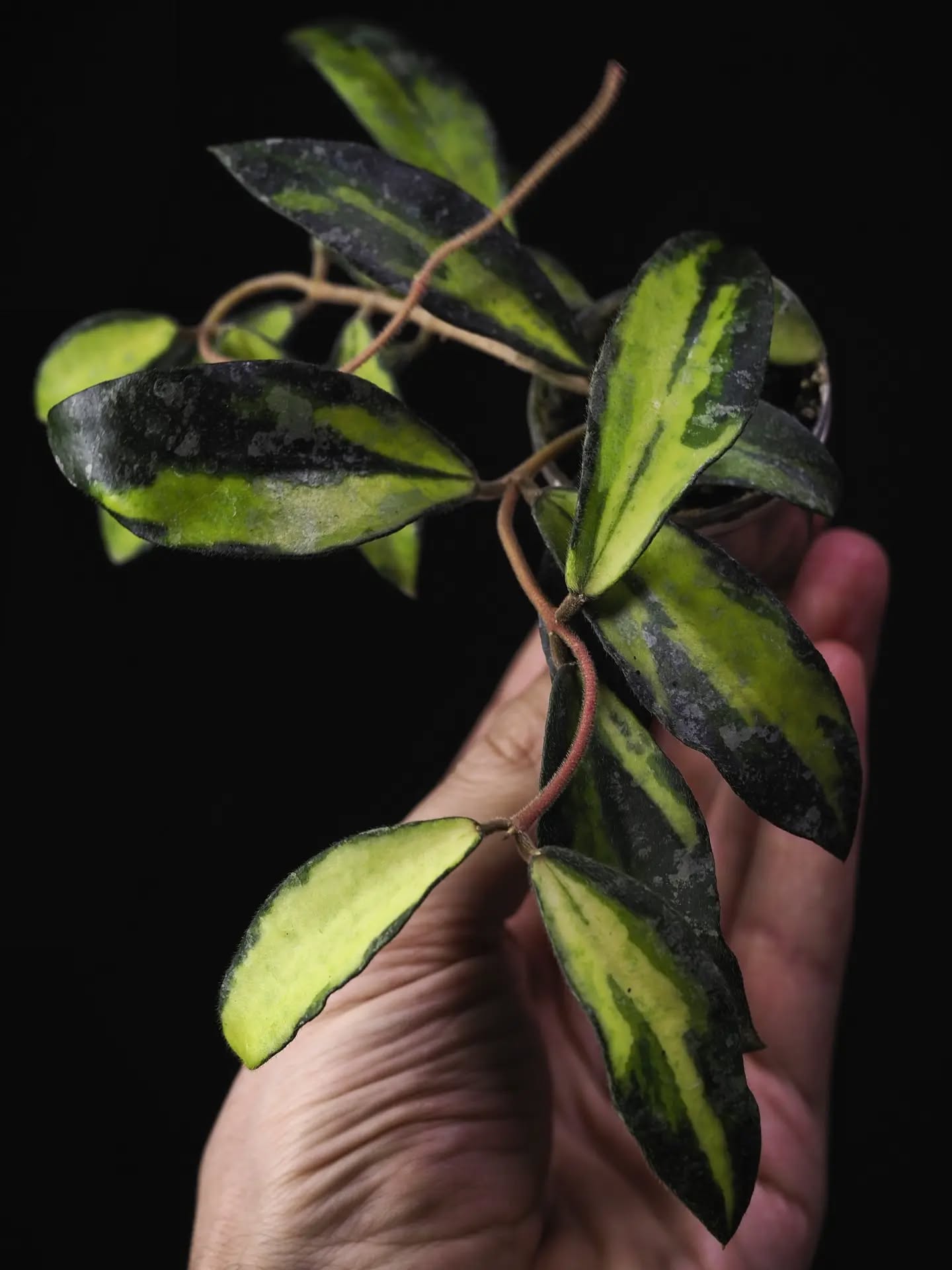 Okay, another "watercolour-variegated" Hoya, that weirdly never got as much press, as for example caudata var. is this H. phuwuaensis. It's interesting to see that the timing really plays quite a big role in regard to what gets attention and what flies under the radar, generally speaking (not just speaking about plants).
Probably also has to do with how incredibly efficient our attention gets 'mined' day in, day out.
Crazy times.