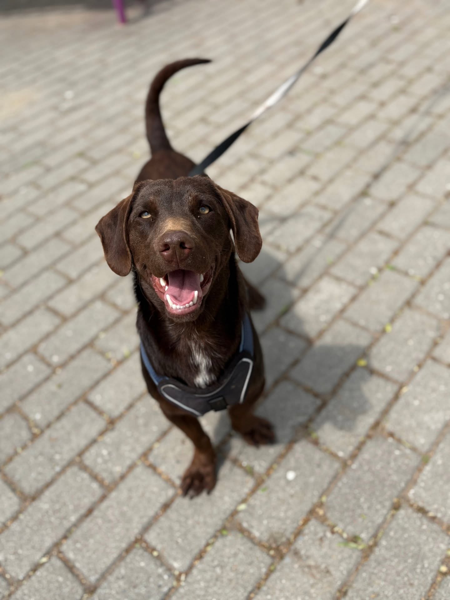 Handsome chocolate lab looks, a compact size, and a fun, happy personality: Choco has it all, and yet he still doesn't have any adoption applications...
Could Choco be a perfect match for you?
Find out more on our website: www.melezdogrescue.com/choco