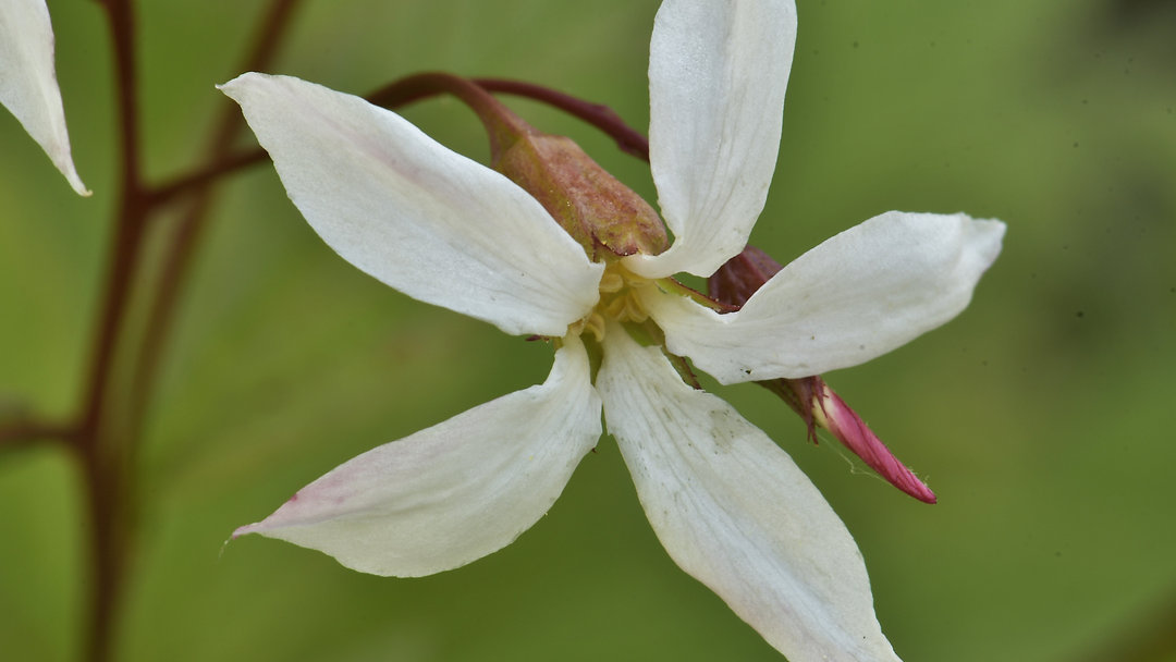 Beauty is worth a second attempt — a reminder from Bruce Crawford about Gillenia trifoliata (Bowman’s Root) and the value of trying again in the garden. 🌸🌿
Read the story and get inspired. Link in Bio
#Gardening #GardenersOfInstagram #Perennials #PlantLove #WillowwoodArboretum #Horticulture #GardenInspo