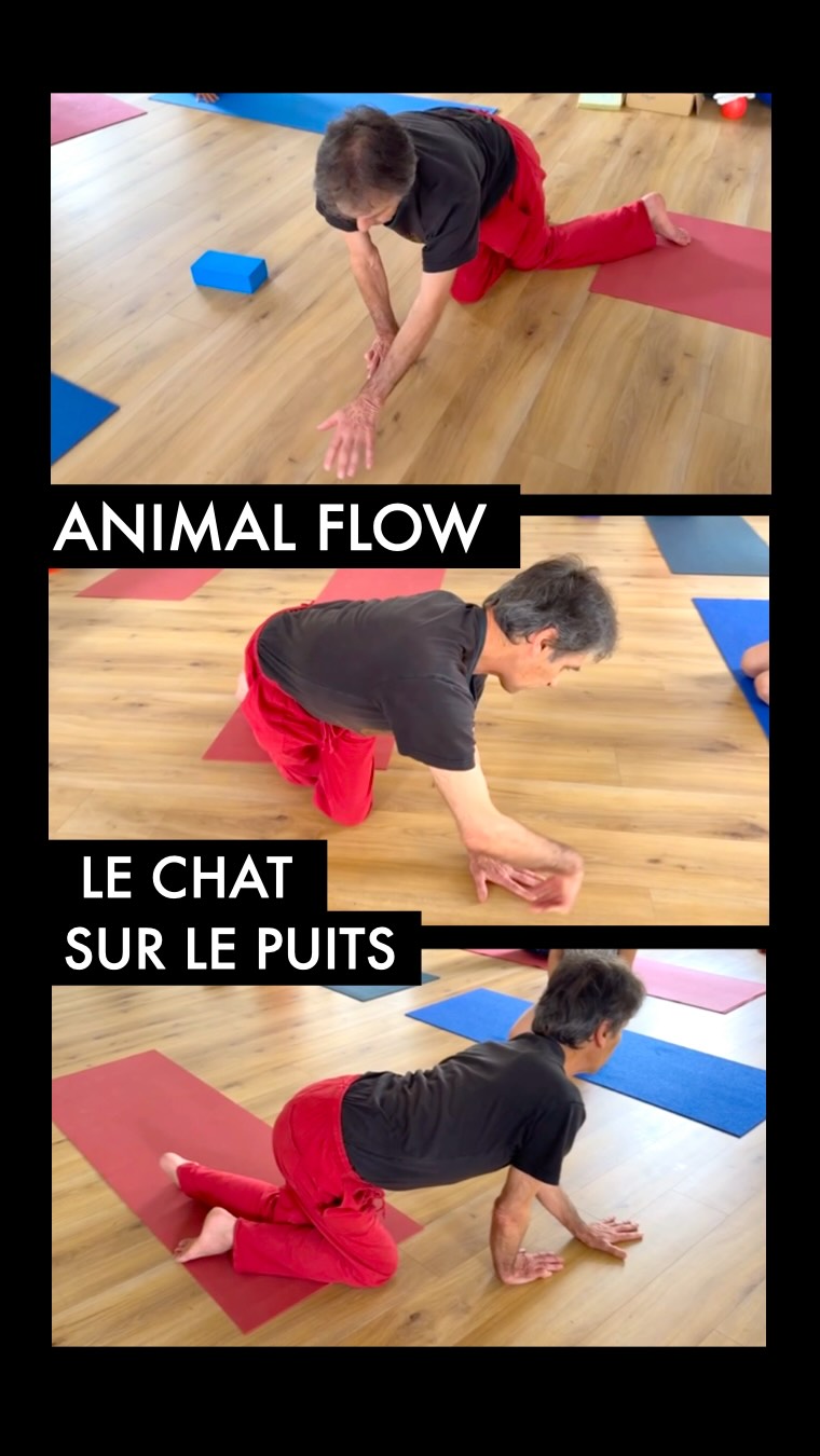 Et si la marche commençait par les mains ? 🐾
Dans cette vidéo extraite d’un de nos stage immersif, Serge transmet une séquence d’une puissance insoupçonnée :
Le chat qui marche sur le puits…
🐈🐾
Derrière cette exploration fluide et animale se cache un travail de haute précision en Yogathérapie Posturale et en Aplomb. En nous déplaçant de manière circulaire en quadrupédie, nous réactivons le jeu fondamental des poussées.
Ce qui se joue sous vos yeux :
La rencontre des appuis :
Chaque contact de la main ou du pied avec le sol n’est pas subit, il est repoussé. C’est cette poussée qui recrée l’espace articulaire et mobilise le rachis.
La biotenségrité en mouvement :
Le déplacement circulaire oblige le système nerveux à réorganiser la ligne de gravité en permanence, des poignets jusqu’au bassin.
La libération des ceintures :
Ce mouvement réharmonise la relation entre la ceinture scapulaire (épaules) et la ceinture pelvienne (bassin).
Un exercice ludique mais d’une rigueur absolue pour redonner au corps sa force organique et sa souplesse originelle.
✨ Prêts à essayer sur votre tapis ?
Observez bien le jeu de poussées de Serge et testez-le chez vous. Dites-nous en commentaire si vous ressentez ce transfert de poids dans ce flow !
🌊
#Yogatherapie #Posturo #cathetsergeyoga #YogaAnatomie #AnimalFlow