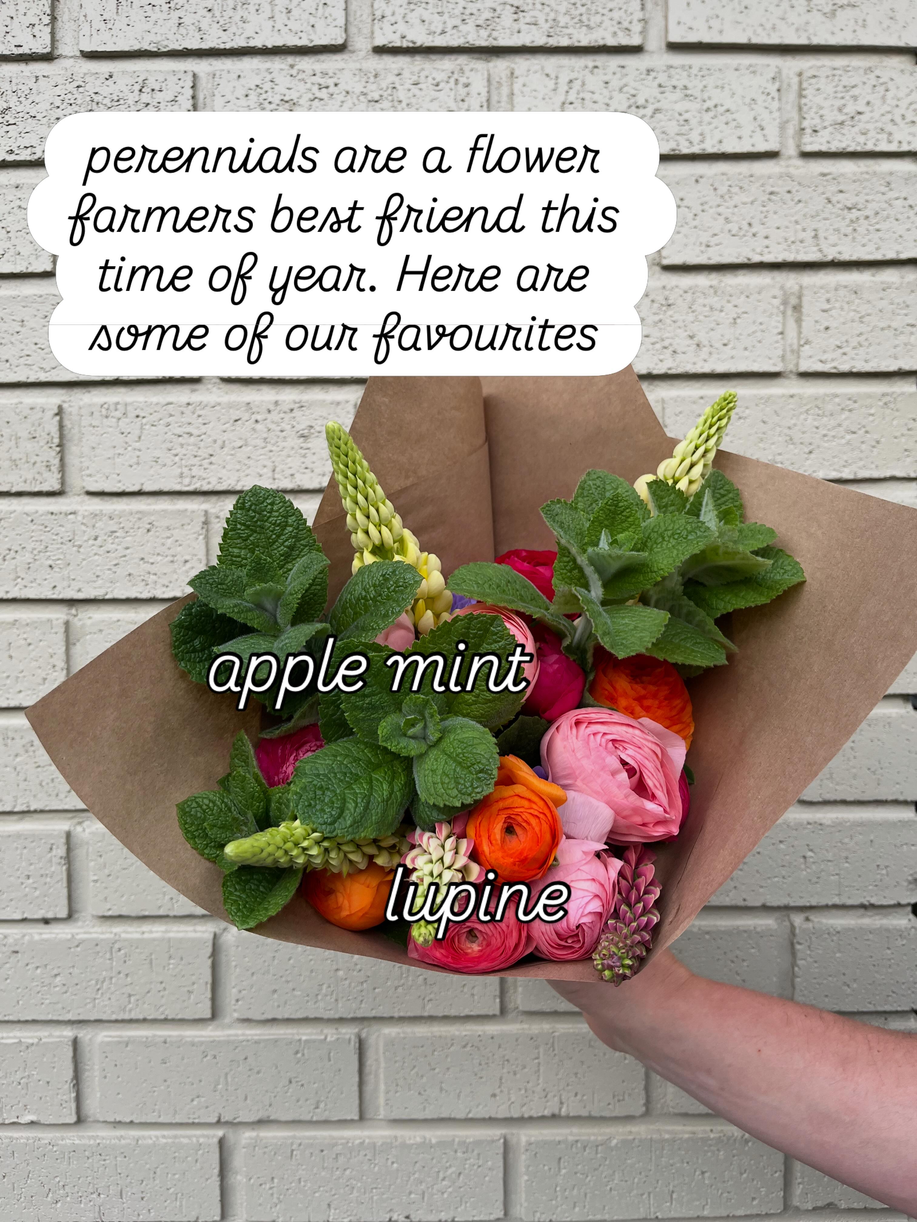 If I could offer one piece of advice to new growers it would be to invest in perennials for cutting early on! They form the backbone and basis of any bouquet made this time of year, before any annuals are ready to harvest from.
Some of my current favourites are:
- apple mint
- lupine
- columbine
- brunnera
- nine bark
- lady’s mantle
- bleeding heart
Note that some of these plants can be considered invasive and may spread more than desired in your garden. For example, we grow all of our apple mint in pots around our garden!