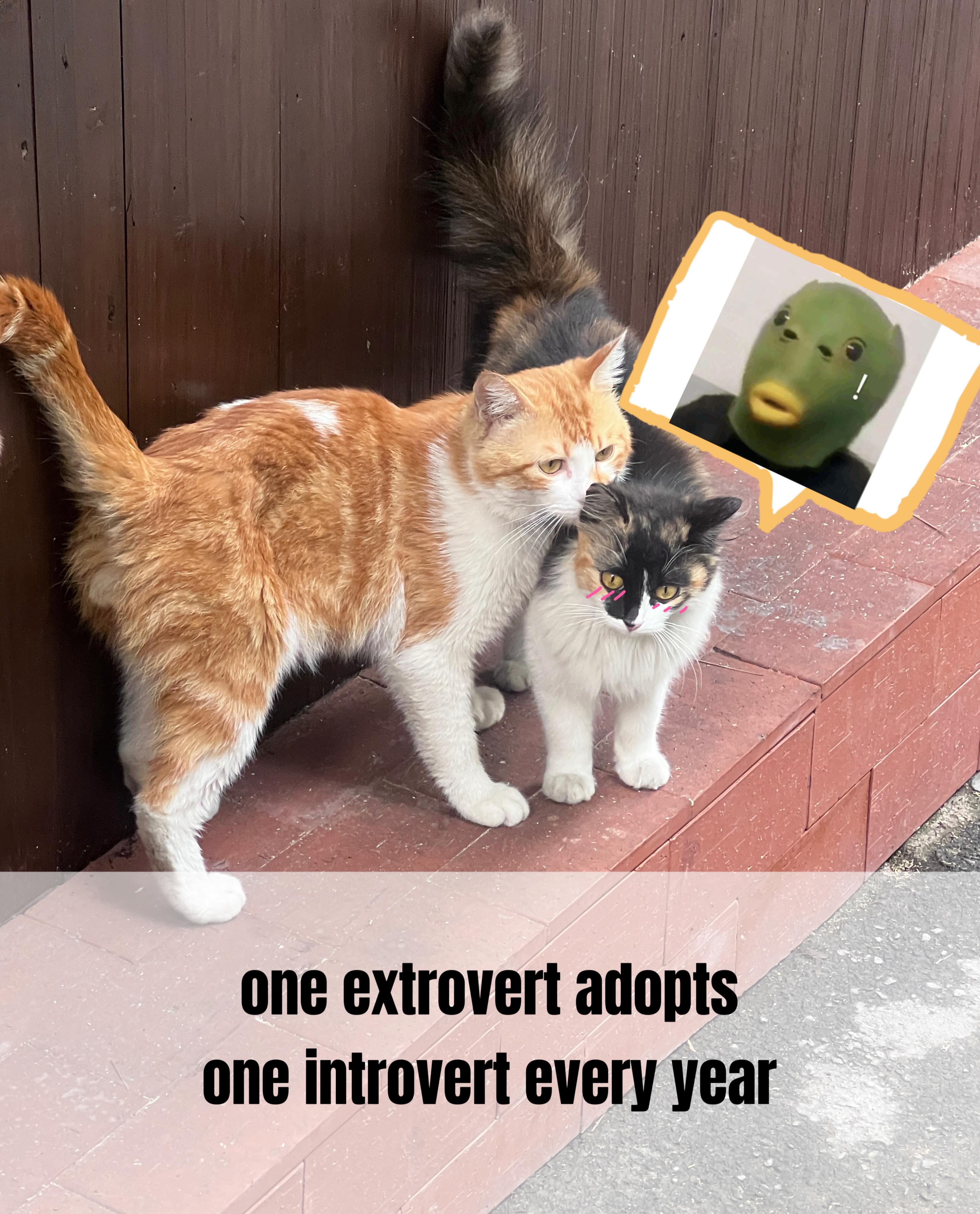 extroverts always find us somehow.
.
.
.
#catswoppr #catmeme #funnycats