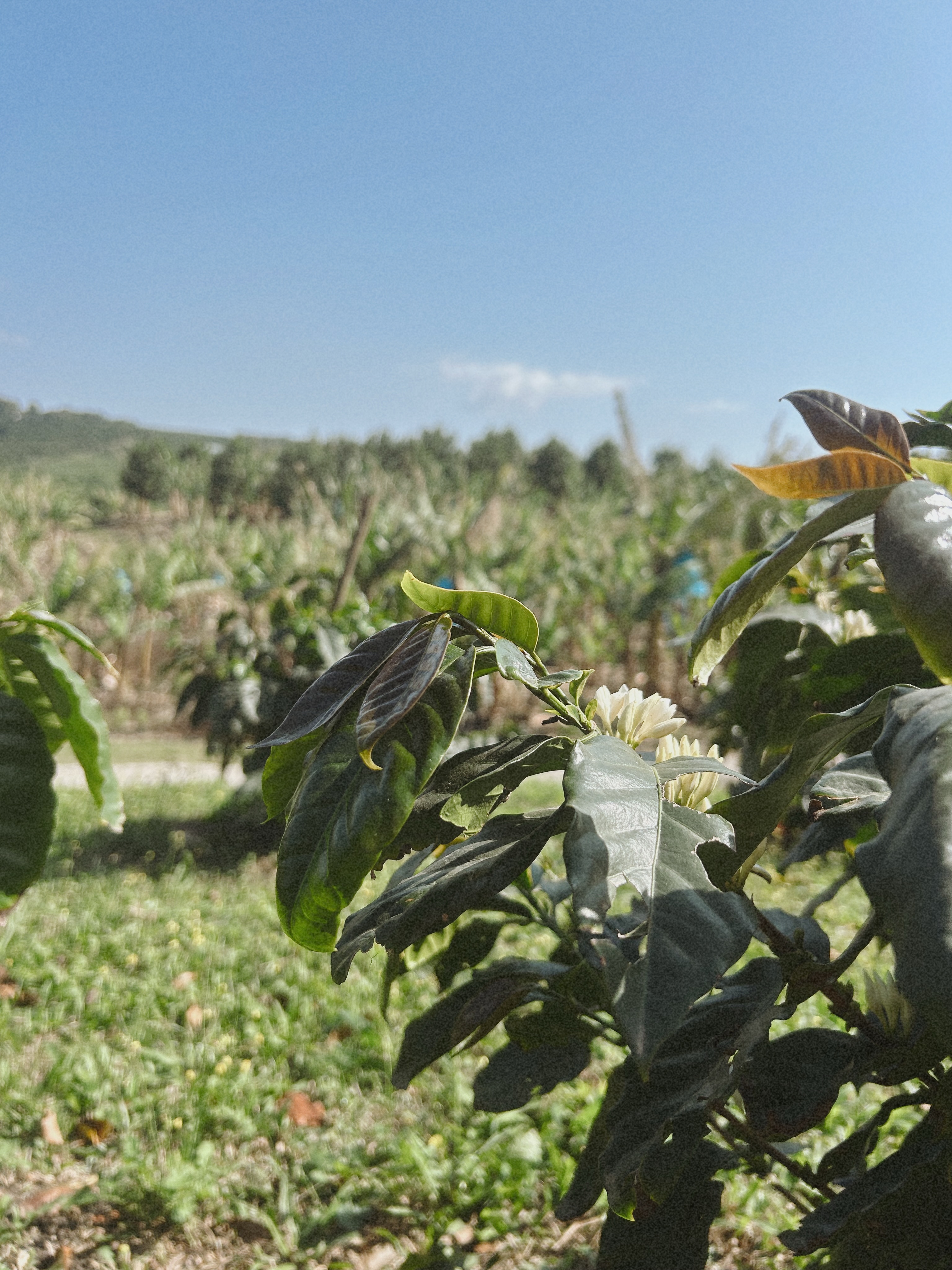 The coffee tree that makes every cup possible!
#coffee #tree #cup #kzn #instagood