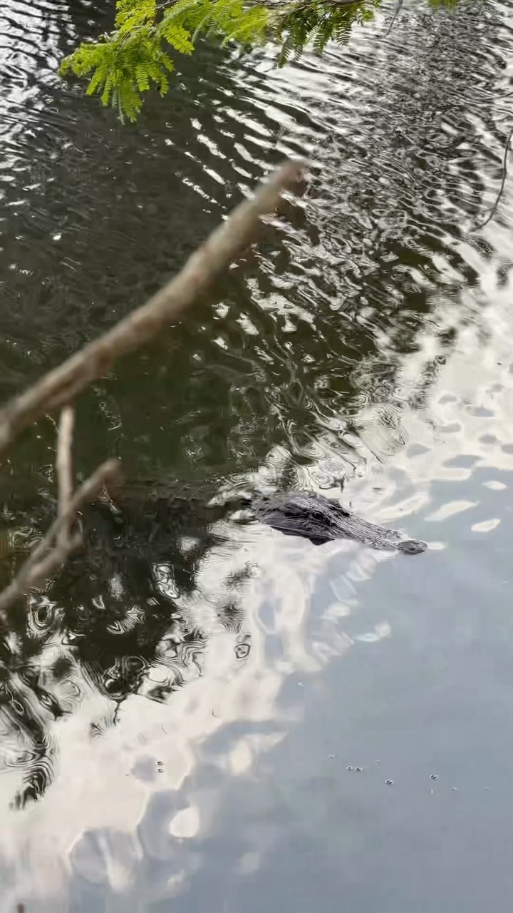 Je ne m’attendais pas à ce qu’ils soient aussi tranquilles… et même carrément ramplanplan 😂🐊
⚠️ Mais ça reste des animaux sauvages, donc on garde ses distances !
Qui a déjà fait les Everglades ? 👇
#everglades #floride #roadtripusa