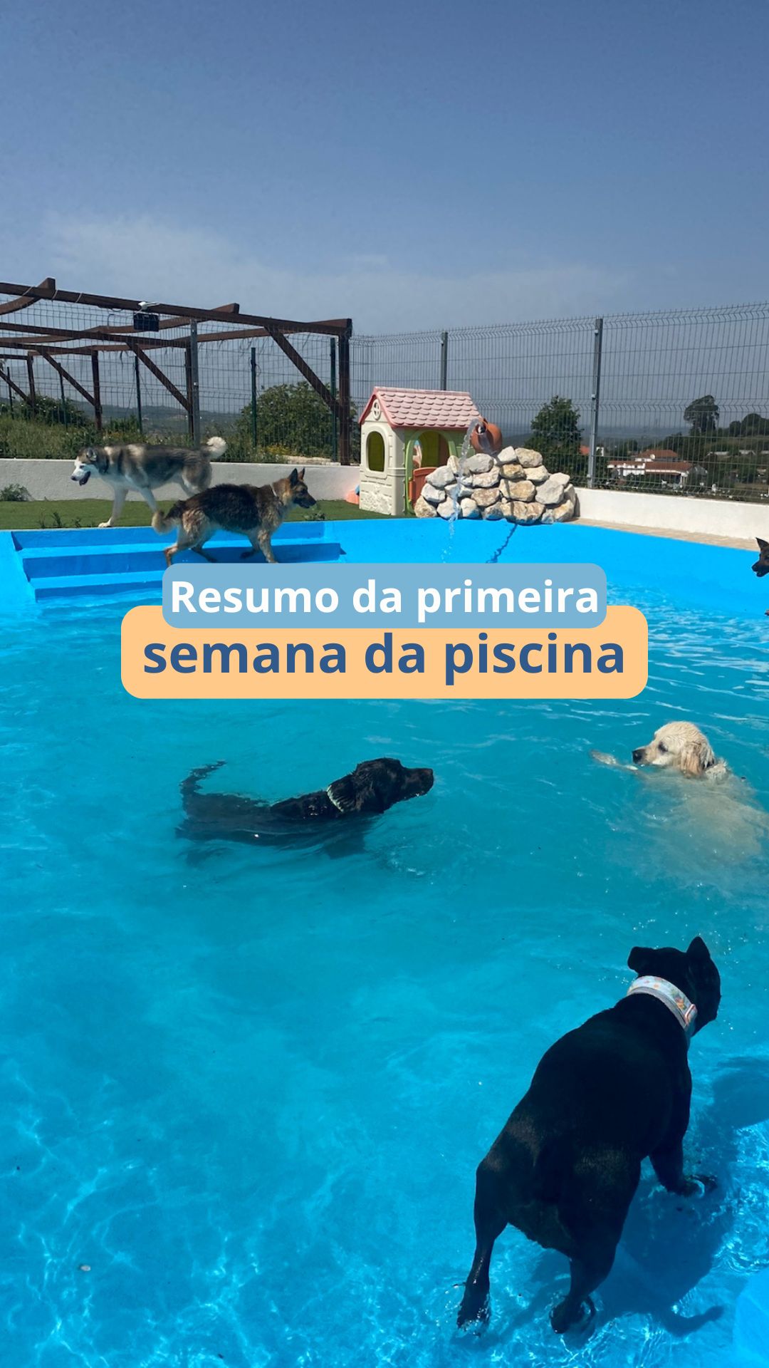 Uma semana cheia de mergulhos, brincadeiras, corridas, carinho e MUITOS salpicos pelo caminho.
A piscina abriu oficialmente… e os patudos aprovaram 🤍
Isto foi só a primeira semana, quem vem na próxima? 👀🐶