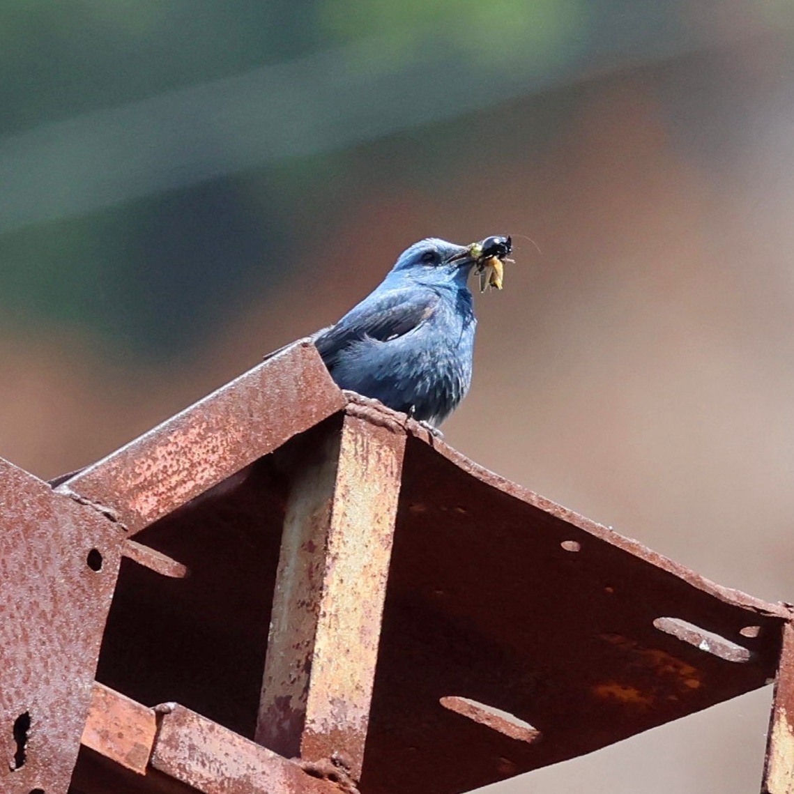 A blue rock thrush about to feed some chicks.
#islandwildlife #kefaloniawildlife #greekwildlife #guidedwildlifewalks #birdlovers