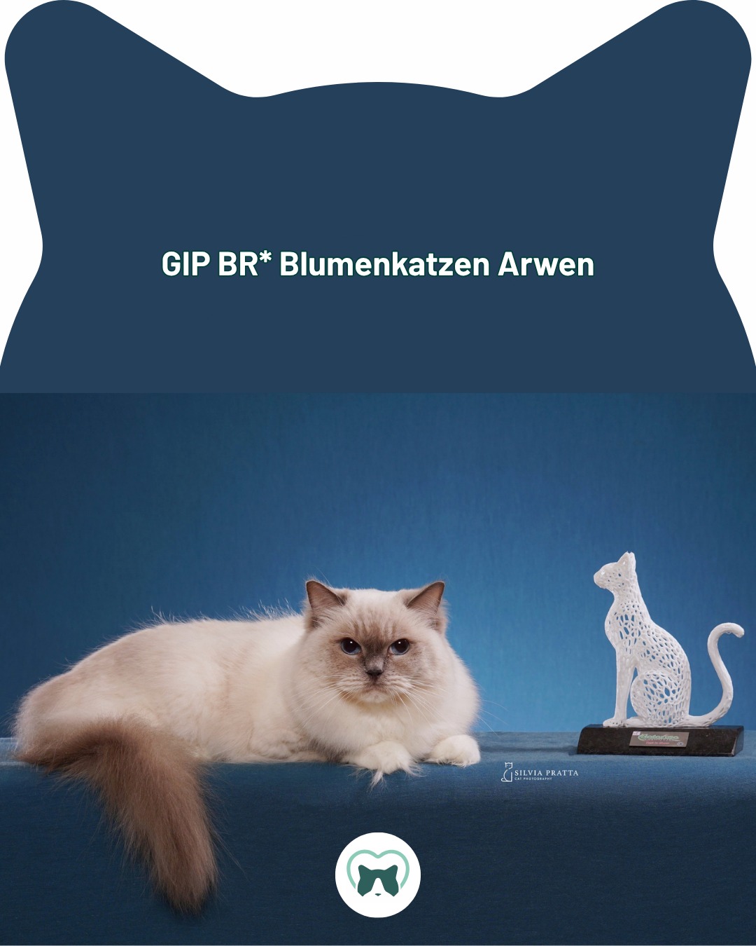 🩷 GIP BR* Blumenkatzen Arwen
🏆 BIS (Best in Show sábado)
😻 Exposição Gatarina (FIFe)
Foto: @silviapratta
#blumenkatzen #ragdoll #fifecatshow #ragdollmitted #ragdollcat