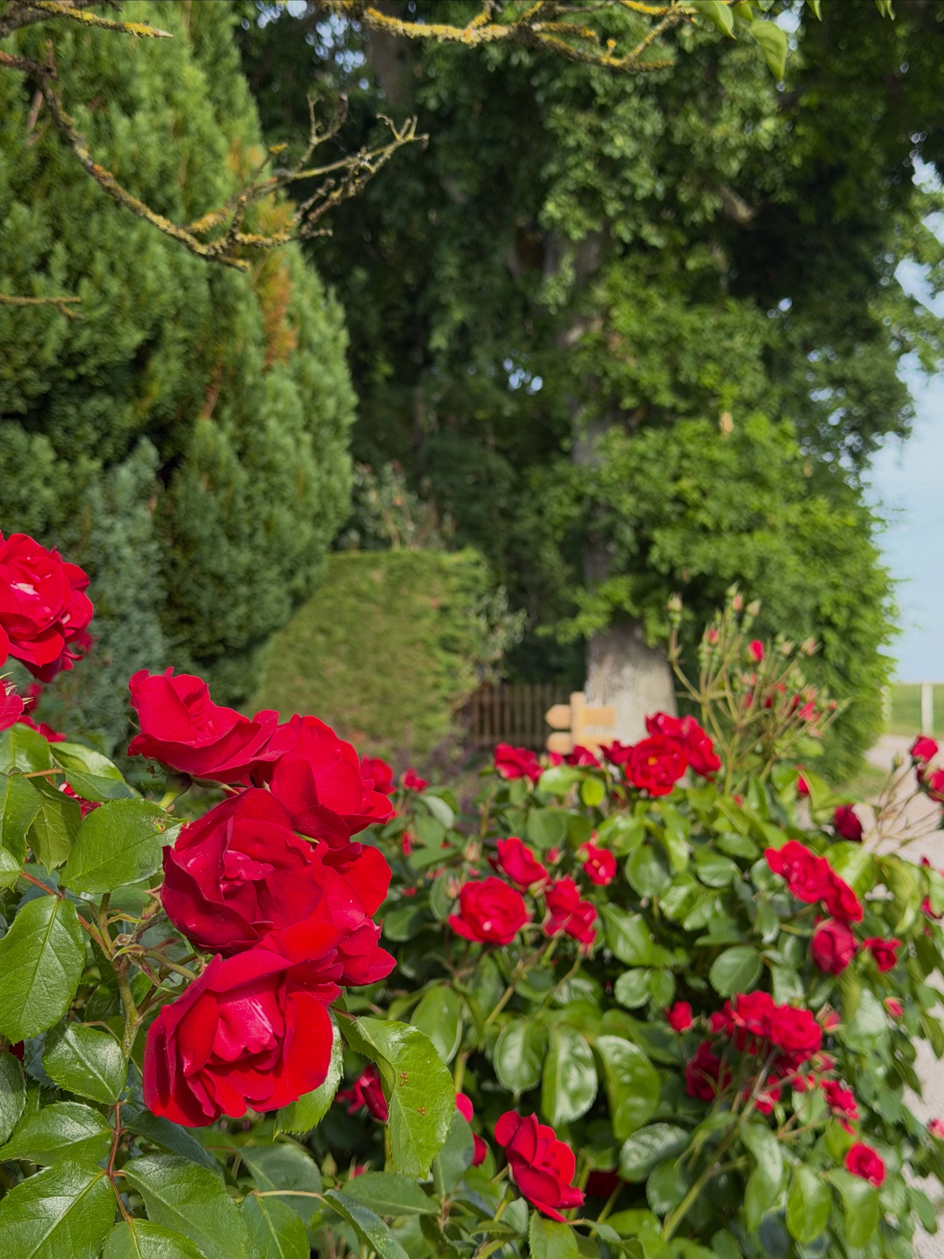 Le plus beau moment pour nos fleurs, le début de l’été ! 🌸