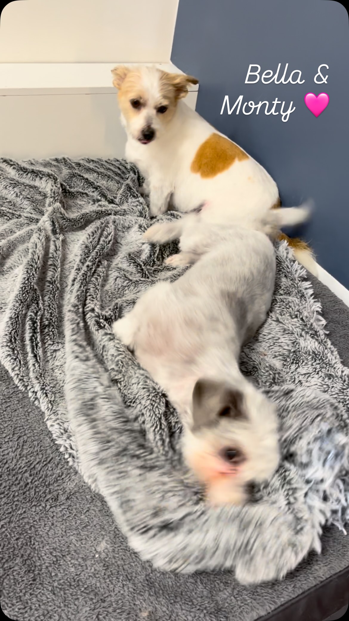 The cutest siblings Bella and Monty always bring us so much joy when they visit 🩷#doggroomerwantirna #fearfreegrooming #pamperedpups #doglovers #dogspaday