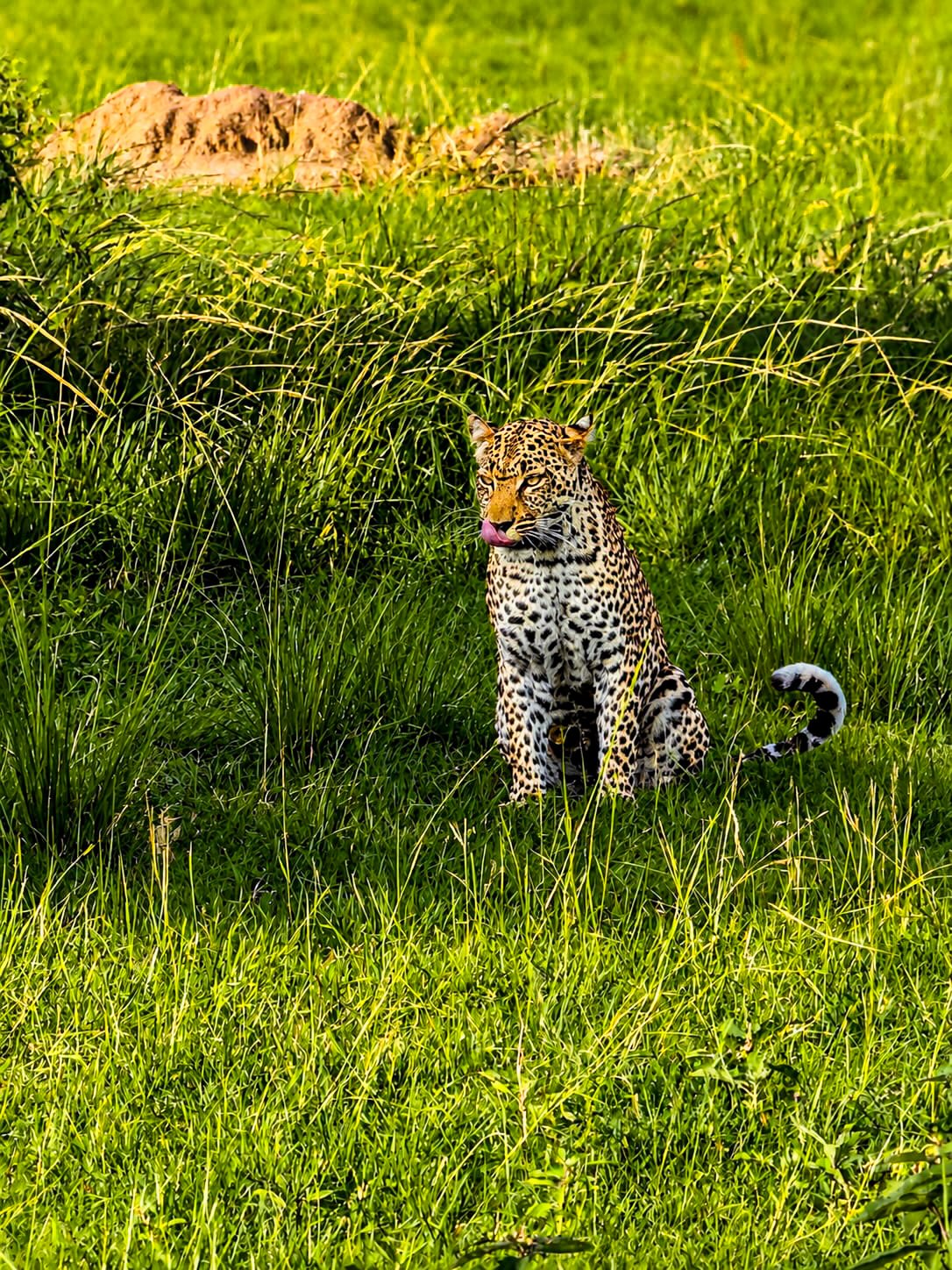 Day five on our Pearl Of Africa tour and what a day it’s been!
This morning the group rode from Fort Portal towards Queen Elizabeth National Park, stopping at the equator along the way before continuing through some of Uganda’s incredible scenery to our lodge overlooking the park.
After arriving, we swapped the motorcycles for a boat safari and the wildlife did not disappoint! Huge elephants feeding along the shoreline, pods of hippos filling the water, crocodiles basking on the banks and even a lion spotted in the distance watching over the plains.
But the day still had one more surprise waiting for us…
This evening we headed out on a game drive and were treated to one of the most incredible leopard sightings we’ve ever experienced in all our years travelling Africa — a mother leopard with her two cubs. Absolutely magical. The entire group was already on cloud nine after witnessing something so special in the wild…
Then, just when we thought the day couldn’t possibly get any better, the king of the jungle himself appeared and crossed directly in front of the group on the way back to the lodge!
Honestly, at this point I’m starting to think this might be the luckiest tour group on the planet right now.
Tomorrow it’s time for our on-bike safari into Queen Elizabeth National Park… and after today, absolutely anything feels possible from the seat of a motorcycle in Africa!
#africanmotoadventures #uganda #leopard #lion #safari