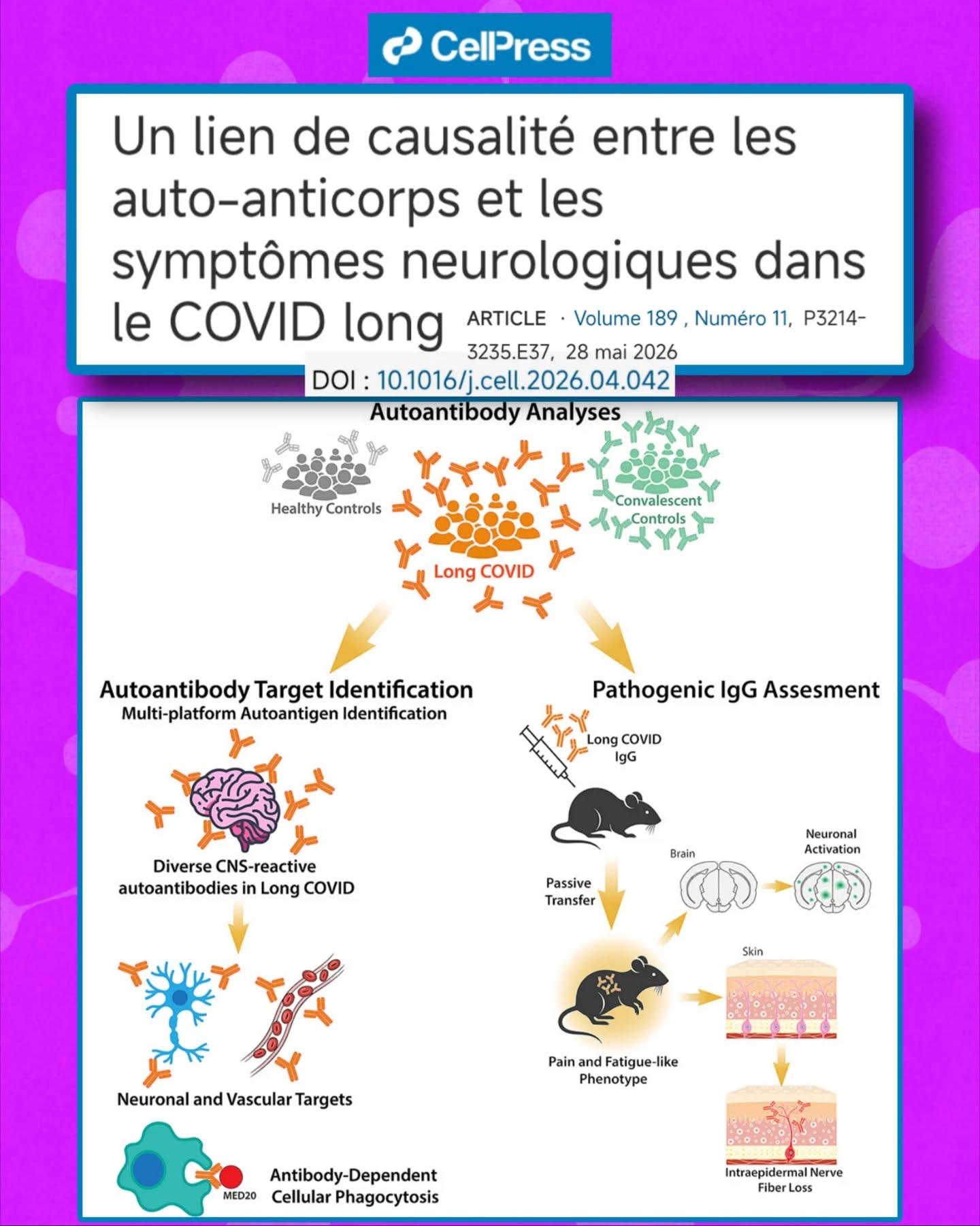 🧵🧠Une étude du Mount Sinai explore un mécanisme immunologique dans le #CovidLong : chez un sous-groupe de patients, des auto-anticorps pourraient cibler des tissus nerveux et vasculaires et être associés aux symptômes persistants.
🎯Objectif : caractériser les auto-anticorps présents chez des patients atteints de #CovidLong et évaluer leur potentiel rôle biologique via des approches expérimentales.
🧪Les chercheurs ont analysé les IgG de patients à l’aide de techniques d’immunofluorescence, ELISA et spectrométrie de masse, afin d’identifier leurs cibles potentielles dans différents tissus.
🧬 Résultat : les IgG de certains patients montrent une réactivité contre plusieurs structures, notamment impliquées dans le système nerveux central et périphérique (ex : régions cérébrales et nerf sciatique chez la souris).
📌 Les analyses montrent également une association entre certains auto-anticorps et les symptômes neurologiques rapportés chez les patients.
🐭 Les chercheurs ont ensuite réalisé un transfert passif d’IgG de patients vers des souris saines.
👉 Cela a permis d’observer si ces anticorps pouvaient induire des modifications biologiques dans un organisme modèle.
⚠️ Après transfert, les souris ont présenté plusieurs phénotypes :
- comportements de type fatigue
- altérations de la coordination et de l’équilibre
- hyperalgésie (sensibilité accrue à la douleur)
- signes de lésions des petites fibres nerveuses
- augmentation de l’activité neuronale liée à la douleur
🔗 Point important : certains comportements douloureux observés chez la souris sont corrélés avec l’intensité des symptômes de douleur chronique rapportés par les patients.
🧩 Les IgG ciblant la protéine MED20 montrent également une activité immunologique particulière (phagocytose dépendante des anticorps augmentée), suggérant des mécanismes biologiques spécifiques dans ce sous-groupe.
📊Ces résultats soutiennent l’idée que le #CovidLong n’est pas homogène, mais composé de sous-types biologiques distincts, dont un profil auto-immun impliquant le système nerveux.
⏬ Suite en commentaire ⏬ @akiko__iwasaki @putrino_lab @carmenscheibenbogen