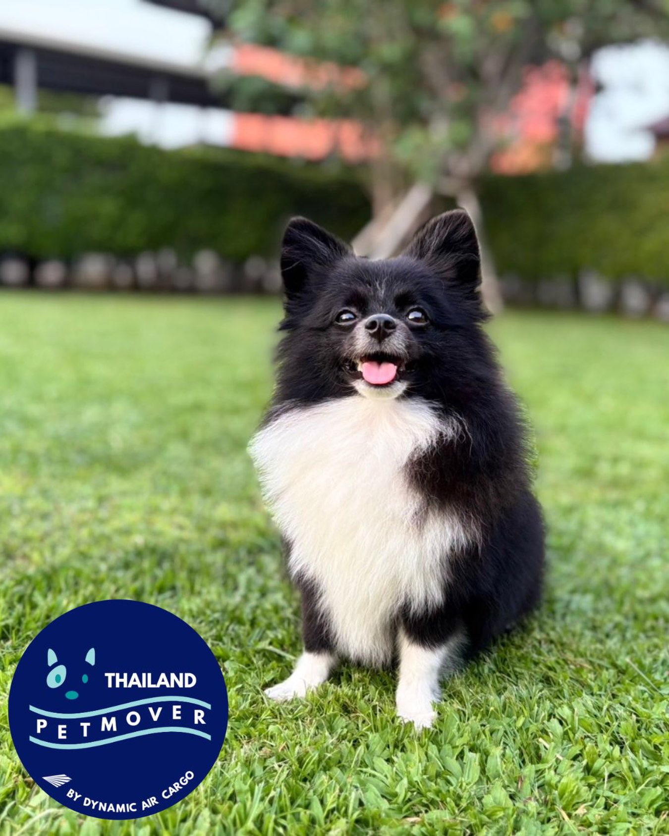 🇹🇭 🛫 🇫🇮
Milie relaxing during her Bangkok stop before the big journey to Helsinki! We hope you are enjoying your new home ☺️
——————————————————
🐶 Thailand Pet Mover
🐱 Where Pet Lover Meets Pet Mover
🐰 Inquire via LINE: @thailandpetmover
🐯 Or Email: service@dynamicaircargo.com
🐹 Our DMs are not monitored
🐷 A trade mark service managed by Dynamic Air Cargo, a member of IPATA and IATA.
——————————————————
Please make sure you contact direct to our customer service team
#thailandpetmover #thailandpetrelocation #animallovers #petmoverthailand #petshipping