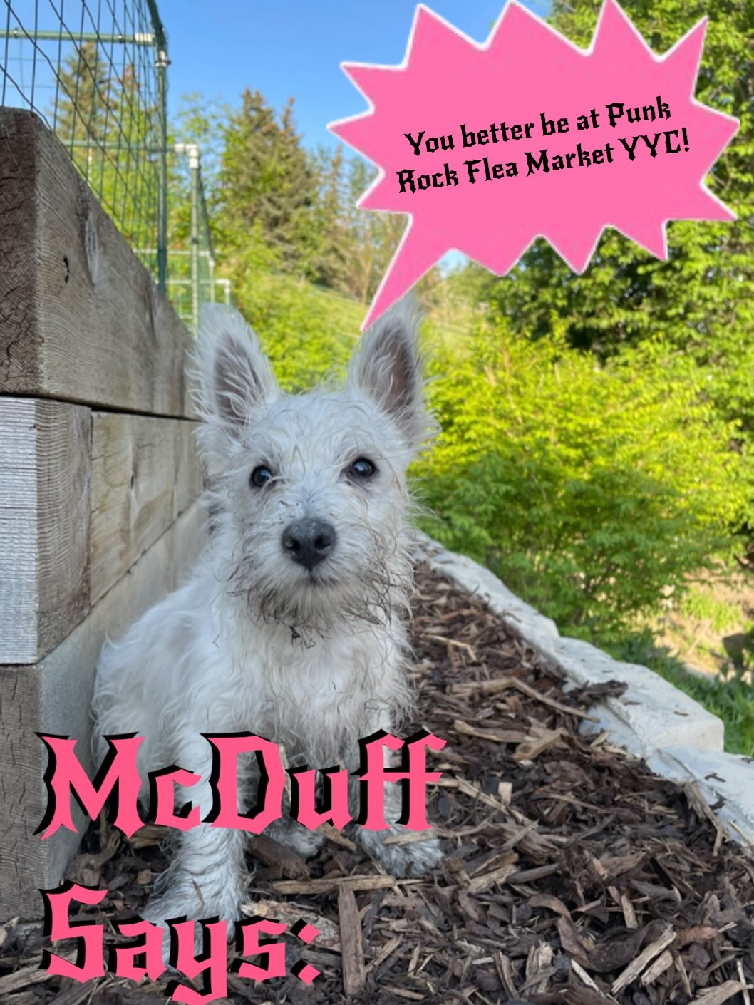 My puppy McDuff says you better be there or he’ll nibble your ankles with his sharp puppy teeth (and maybe also get mud on your pants). I’ll have some new stuff! @punkrockfleamarketyyc
#punkrockfleamarketyyc #prfmyyc #pfrmyycvendor #yycevent #yycartist