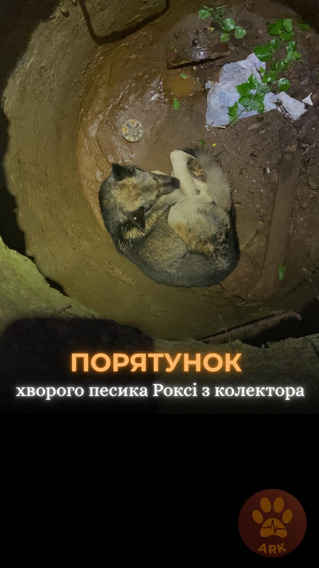 Песика Роксі випадково знайшли в колекторі біля закинутої будівлі студенти на Харківщині (⬇️ENG)
Одразу подзвонили нам в ARK та чекали наших рятувальників на місці.
Роксі явно було погано, він навіть не міг піднятися – мабуть через це і не побачив люк.
Як виявилося у Роксі немає ока - окрім свого стану він певно не зміг зорієнтуватися в просторі.
У песика також діагностували піроплазмоз.
Ми розпочали йому курс інтенсивної терапії.
Окрім хвороби, Роксі страшенно всього боявся, нервував від будь-якого дотику.
А ось Роксі через 2 тижні лікування та реабілітації ❤️
Йому дуже подобається наш працівник Ліза, він першій дозволив їй себе гладити.
Наразі процес адаптації та відновлення довіри триває.
Хай Життя переможе все!
Зробити донат можна за посиланням у біо чи в коментарях 👉
Dog Roxy was accidentally found in a drainage collector near an abandoned building in the Kharkiv region by a group of students.
They immediately called us at ARK and waited on site for our rescue team to arrive.
Roxy was clearly in bad shape. He couldn’t even stand up — that was probably why he didn’t notice the open manhole and fell in.
As it turned out, Roxy is missing one eye. Combined with his condition, he likely couldn’t properly orient himself and avoid the danger.
Roxy was also diagnosed with babesiosis (piroplasmosis), and we immediately started an intensive course of treatment.
But it wasn’t only the illness that affected him. Roxy was terrified of everything and became anxious at the slightest touch.
And here is Roxy after jus
