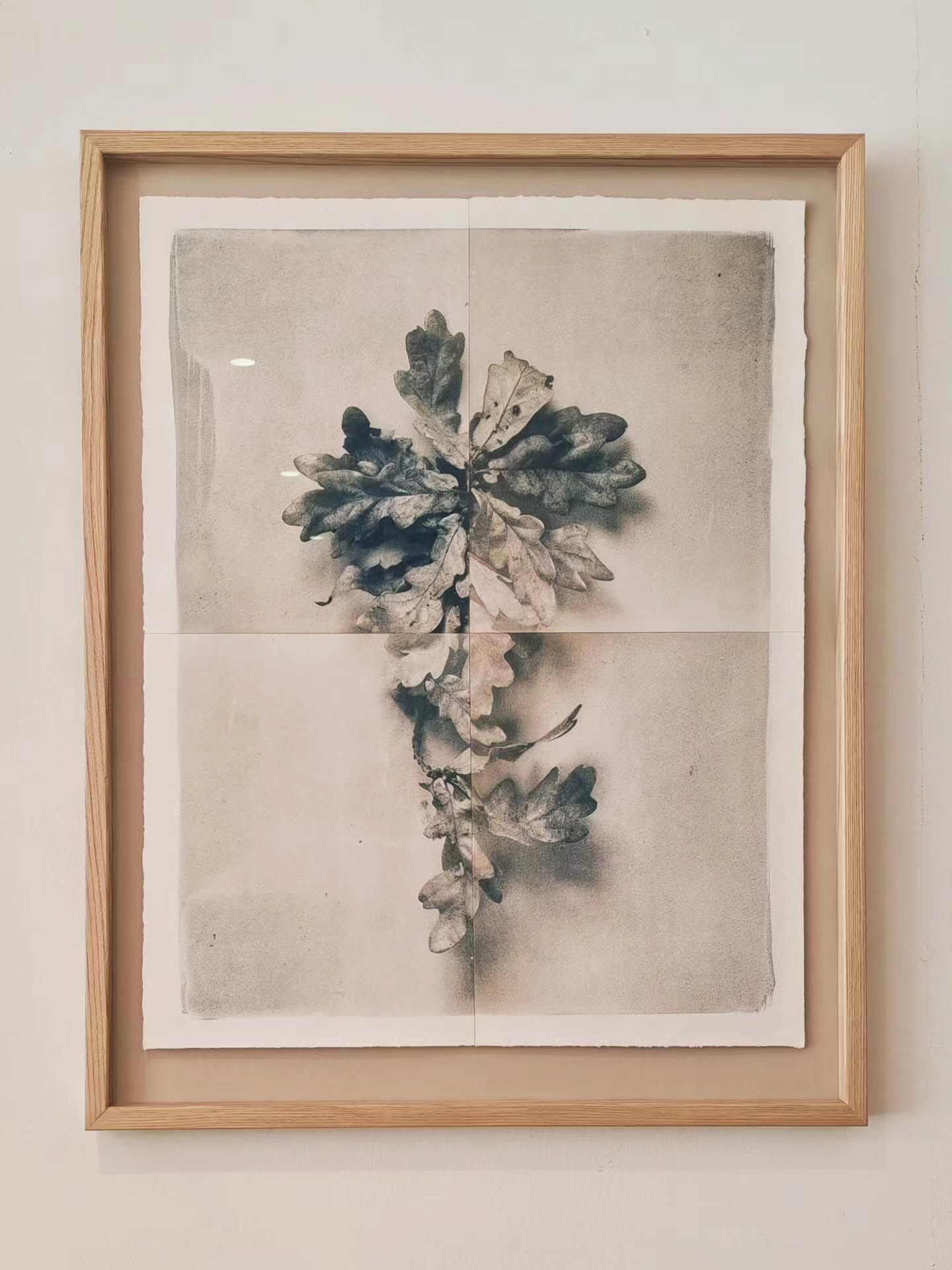 Largest Cyanotype to date.
4 piece Oak, toned with Oak Galls and framed in barefaced Oak.
These little letterpress cards were printed for the back of all my artworks and features a teeny illustration of the most beautiful dried chestnut leaf (last slide) found lying on the forest floor last Autumn.
For more Cyanotype and pigment updates (if that sort of thing interests you), visit my secondary account @lyndseymdavidson
#tonedcyanotype #cyanotype #botanicalart #letterpress #oak