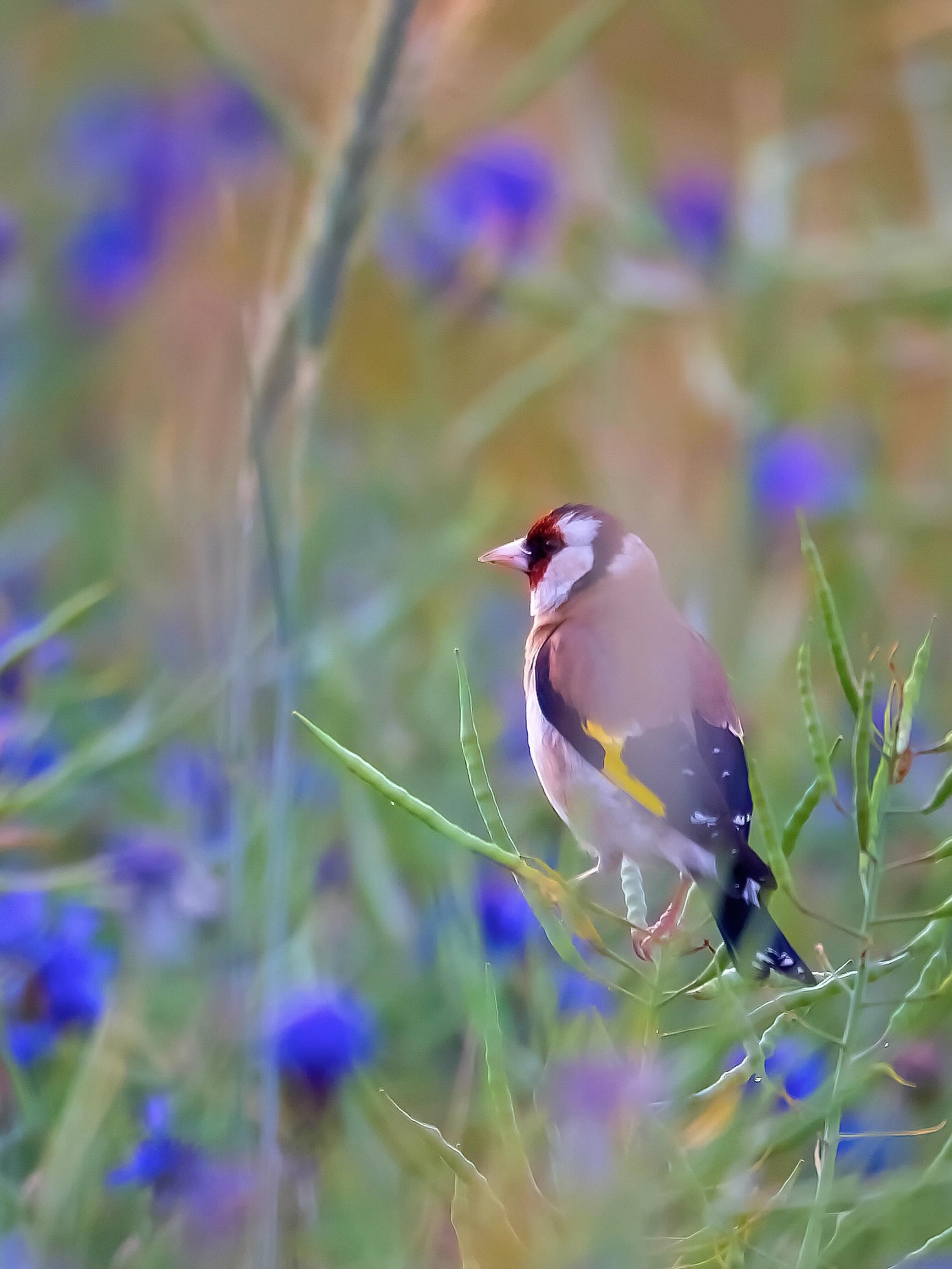 Ein Stieglitzmännchen sitzt auf einer Wiese zwischen blauen Kornblumen. Das bunte Gefieder mit der roten Gesichtsmaske und den gelben Flügelstreifen hebt sich deutlich von den grünen Gräsern und den blauen Blüten ab. Die sommerliche Wiese wirkt ruhig und natürlich, während der Vogel aufmerksam seine Umgebung beobachtet.
Verträumte Szene!