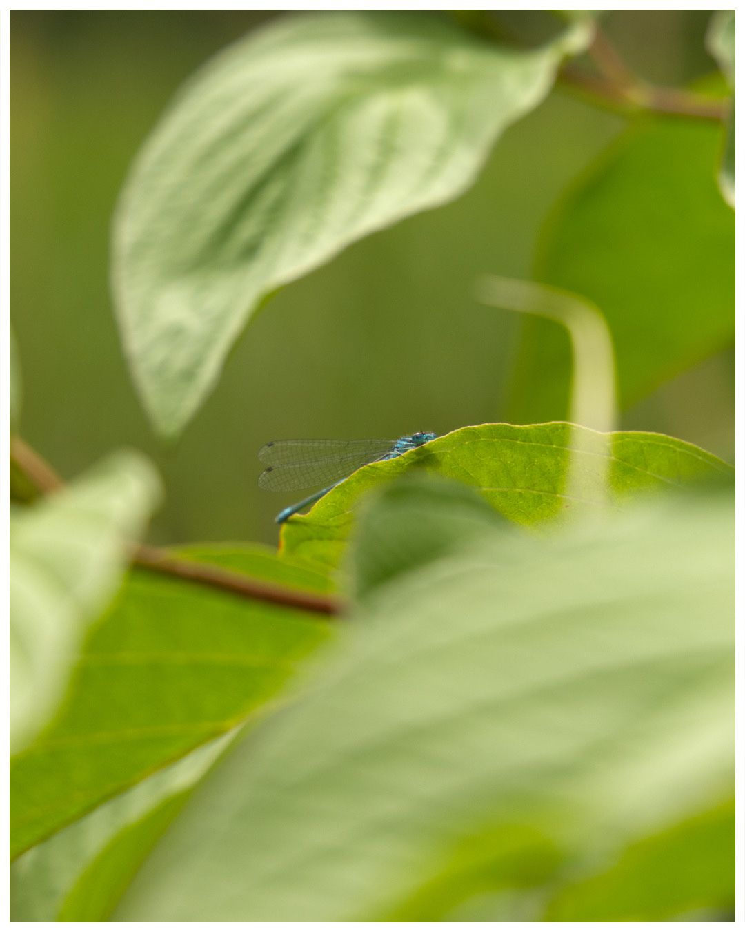 It was super hard to capture this dragon fly but I just got it peeking out behind a leaf! I liked the look of the shadow of the dragonfly through the leaf too in the second photo ✨🌱
Camera: Canon 6D mII
Location: Norwich Cathedral, Wensum River
#NatureWalk #Insects #NaturePhotography #norfolkwildlife #Insectphotography