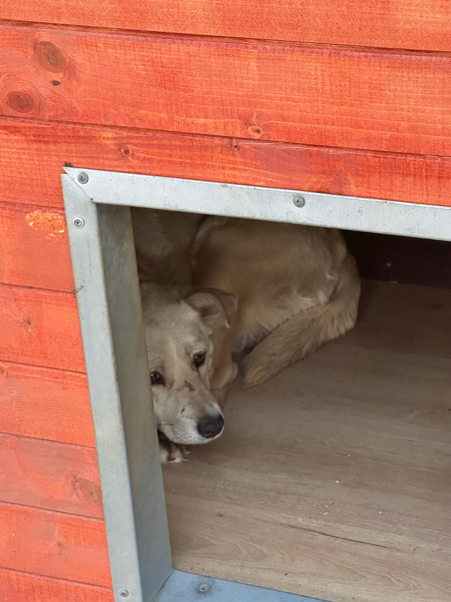 💔 Das ist Fibi kurz nachdem sie fast ertrunken ist…
Die etwa 6 Jahre alte Hündin wurde aus einem Fluss gerettet, nachdem jemand den Notruf verständigt hatte, weil ein Hund am ertrinken sei.
Zum Glück konnte sie rechtzeitig gerettet werden!
Niemand kannte sie und niemand fühlte sich für die freundliche Hündin verantwortlich. So kam sie zu uns ins Shelter und bekam den Namen Fibi. 🐾
Fibi braucht etwas Zeit. Etwas Zeit um diesen Schock zu verarbeiten. Dann wird sie sicher zeigen, was für eine tolle Hündin in ihr steckt.
Sie wird noch kastriert, vollständig geimpft & ist dann bereit für ihr neues Leben bei einer tollen Familie. ❤️
