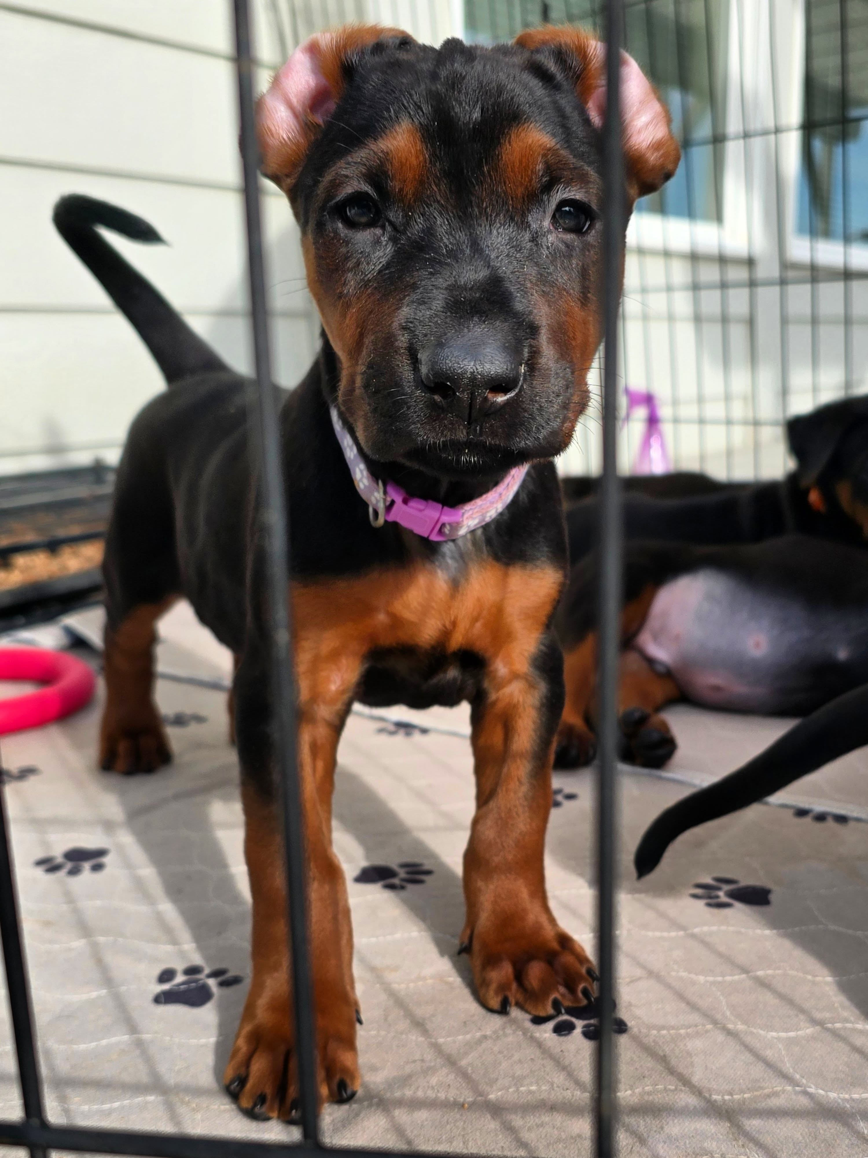 Just like her mamma ➡️ swipe to see (6wks & 12wks)
Do you agree?
-
Laizhou hong chinese red dog
-
Nothing for sale, DM to inquire about the breed!
-
dutch shepherd sighthound #rarebreed #protectiondog #chinesereddog beauceron schutzhund protection dog psa german shepherd guard dog trainer preservation chinese red dog #dobie