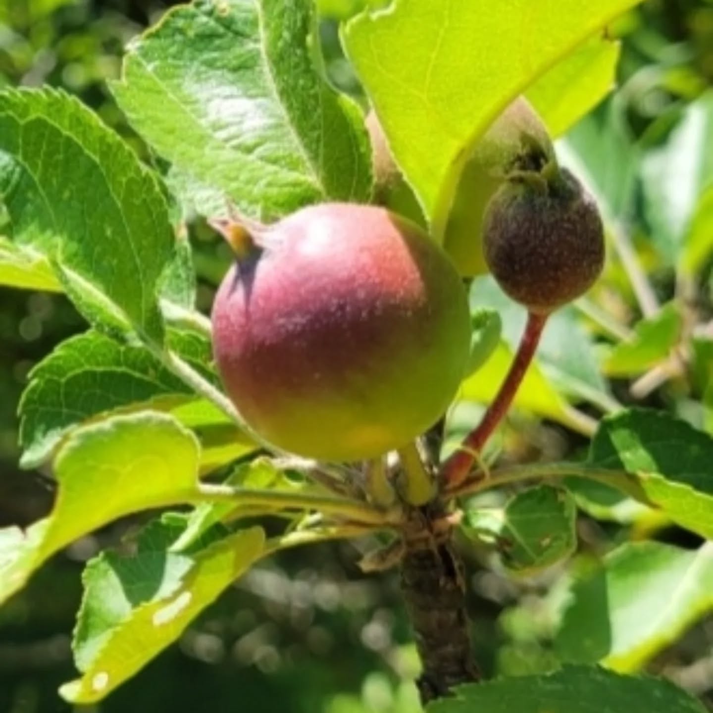 Some apples and peaches are coming in on our trees.
www.mysticmoonlightfarm.com
#mysticmoonlightfarm #orchard #farming #homesteading #fruittrees