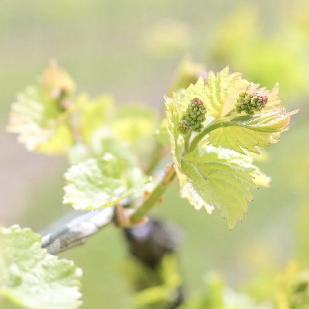 🌱✨ A beautiful time in the vineyard,bud break has arrived!
What comes next? Soon, delicate blossoms will appear, filling the vineyard with the subtle fragrance of flowering vines and marking the beginning of another exciting vintage.
Come experience the views, the scents, and the energy of a new season at Vivace Estate Winery. Every great bottle starts right here in the vineyard.🍇
#BudBreak #VineyardLife #GrowingSeason2026 vivacewine